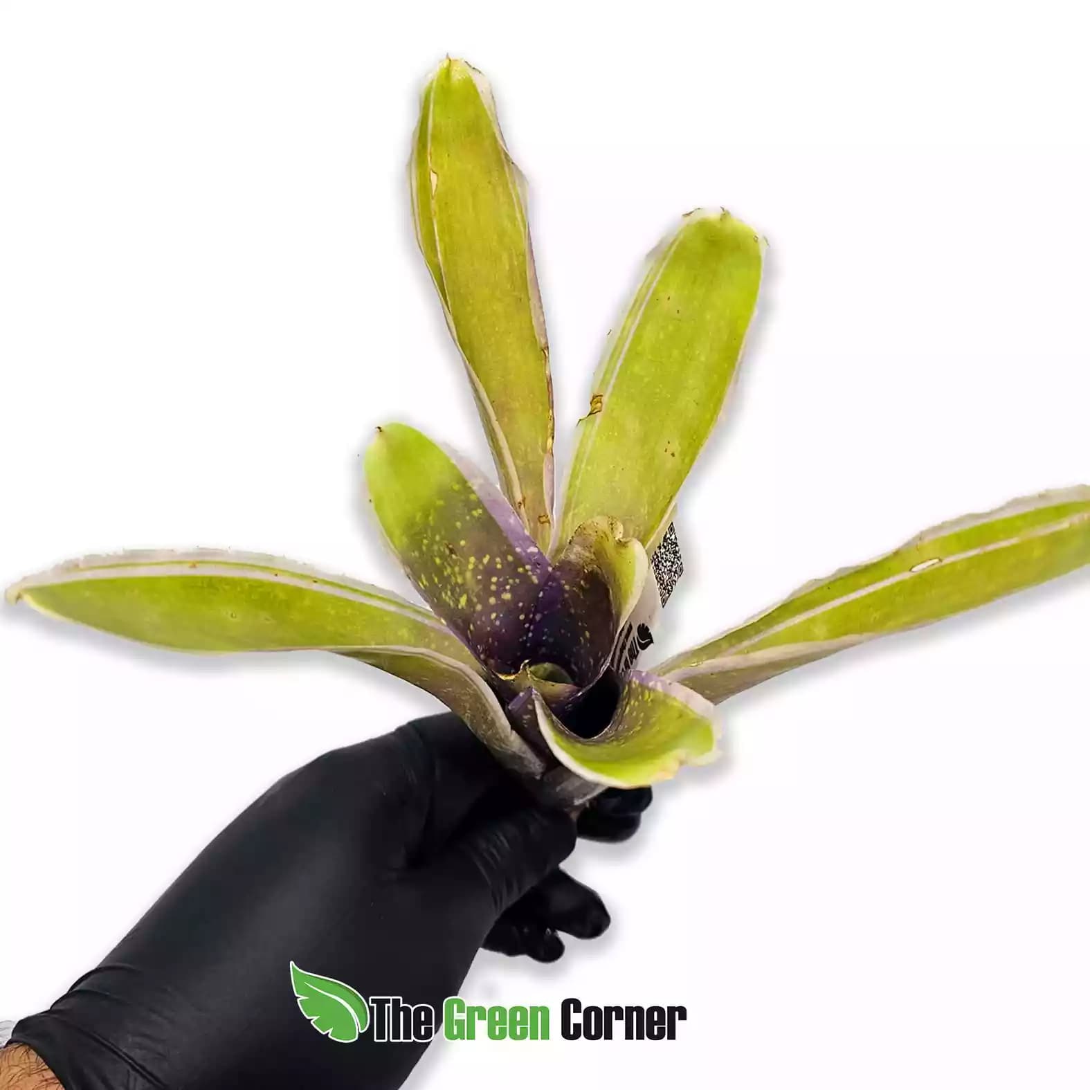 Neoregelia Bossa Nova
