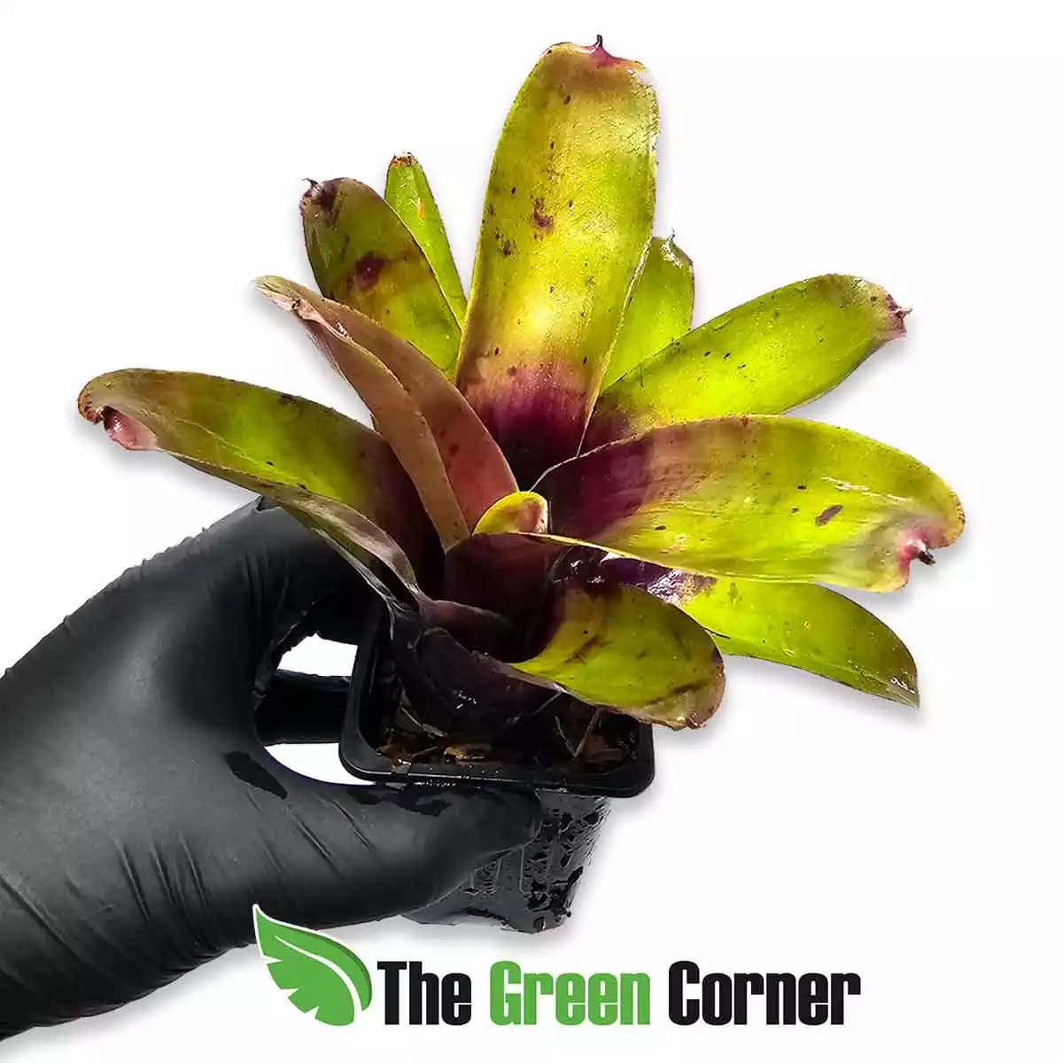 neoregelia-brandywine-lateral