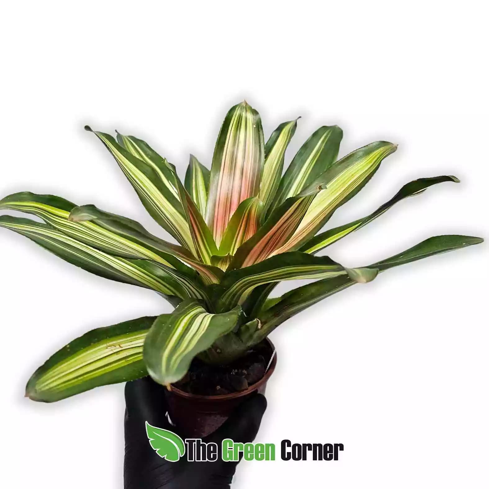 neoregelia-carolinae-lateral