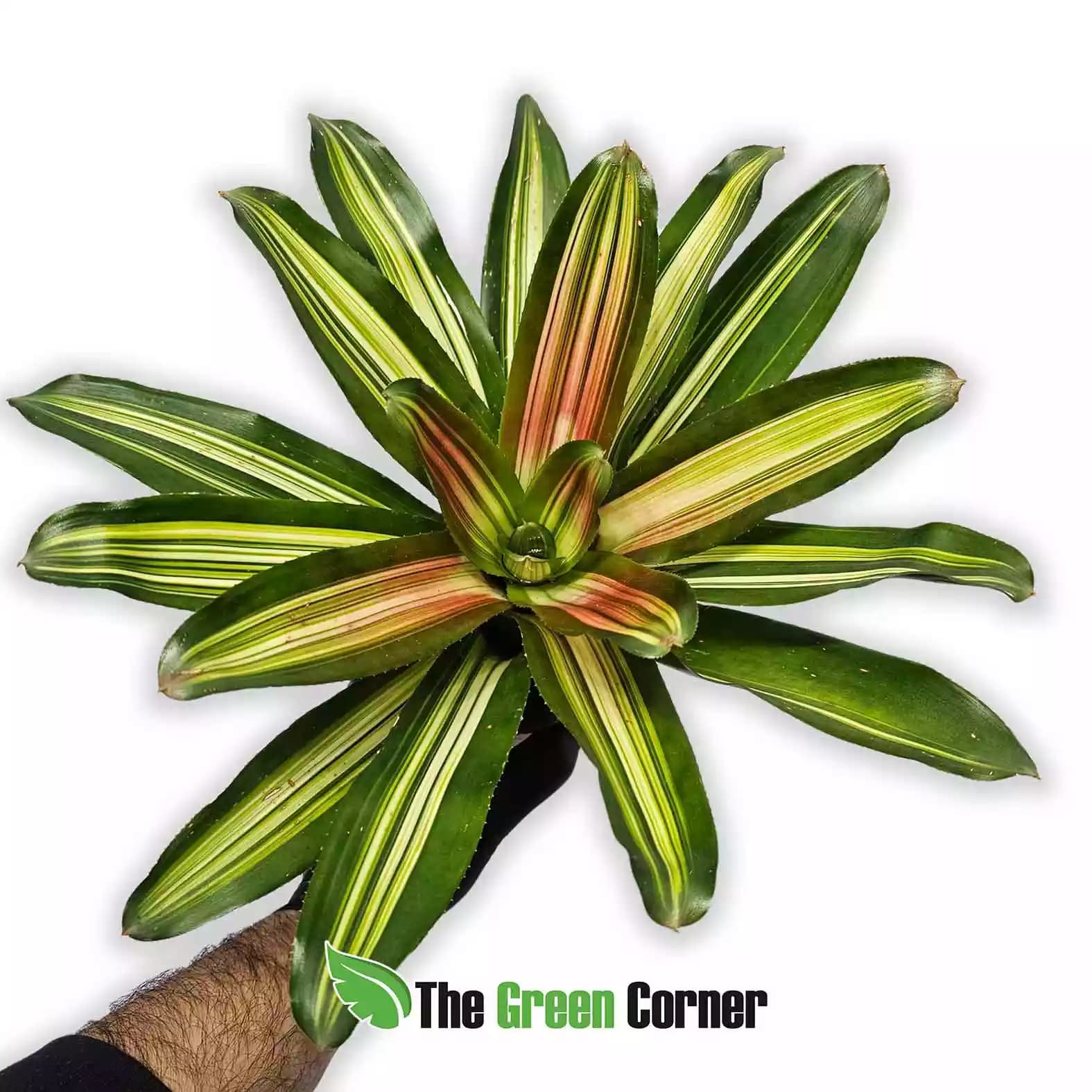 neoregelia-carolinae-var--tricolor