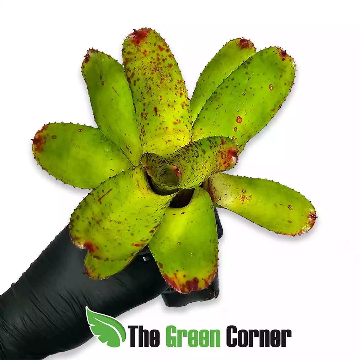 neoregelia-chili-verde-no-variegata