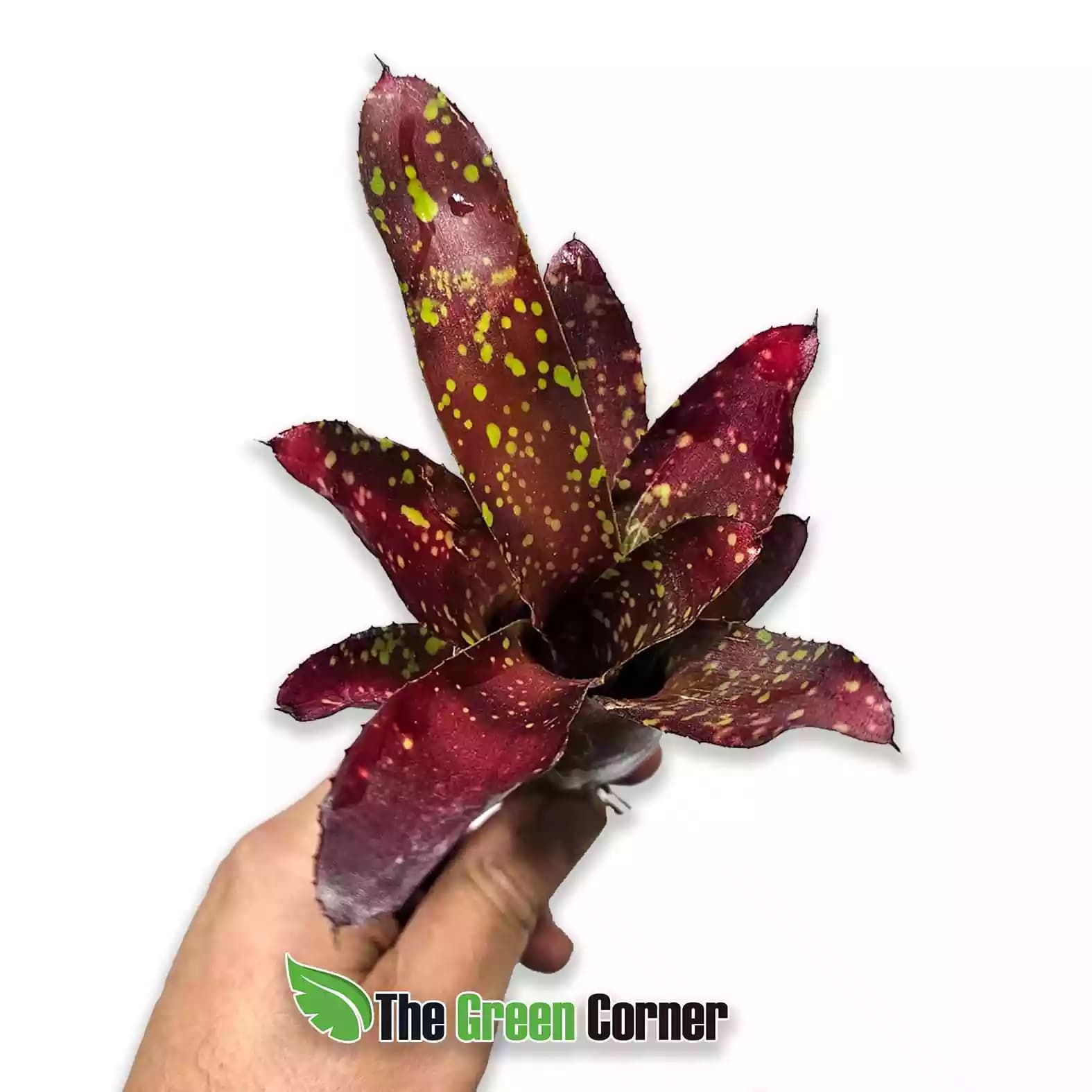 Neoregelia chlorosticta