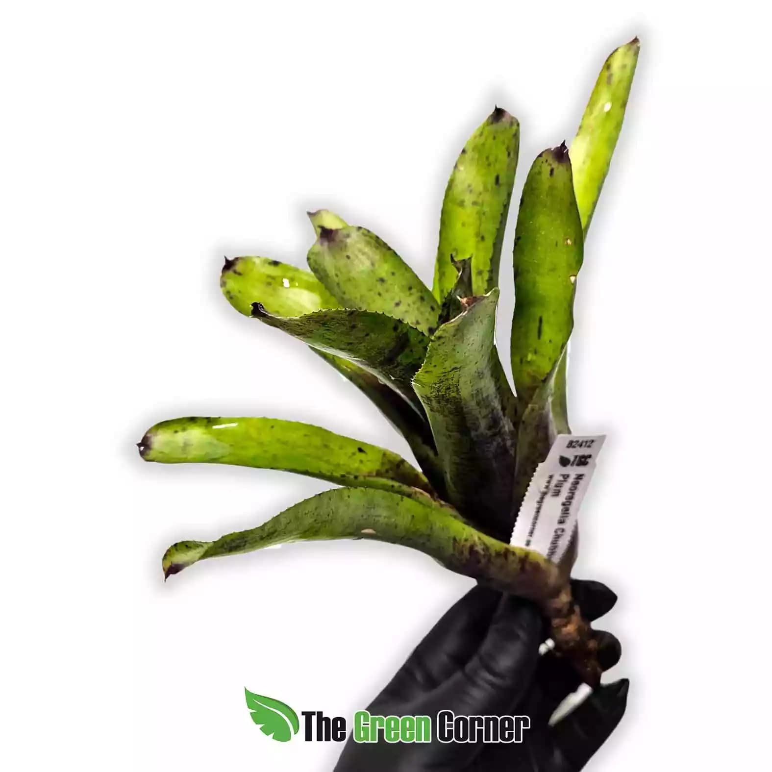 neoregelia-chubby