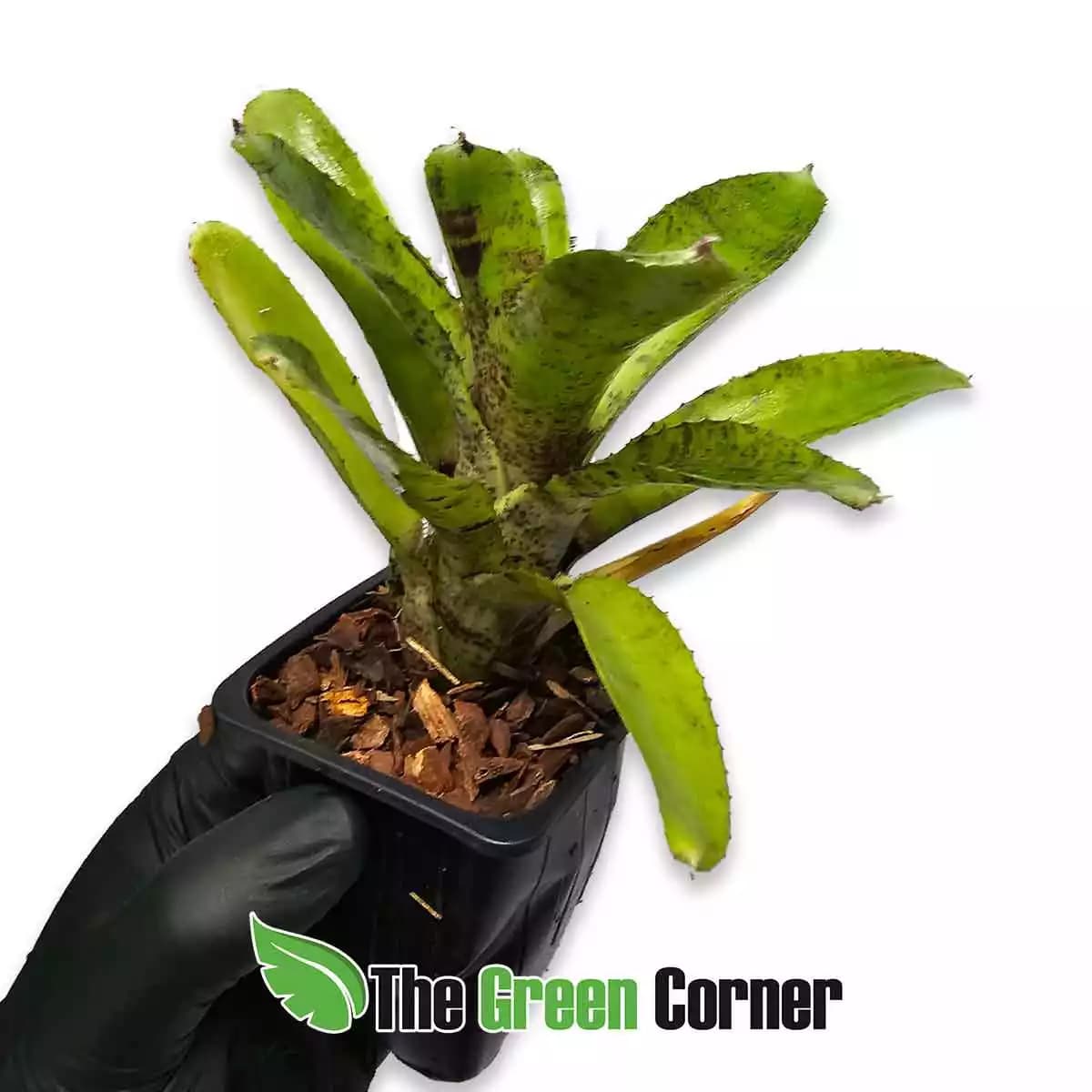 neoregelia-coguar-lateral