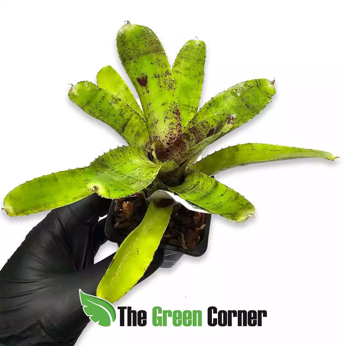 neoregelia-coguar