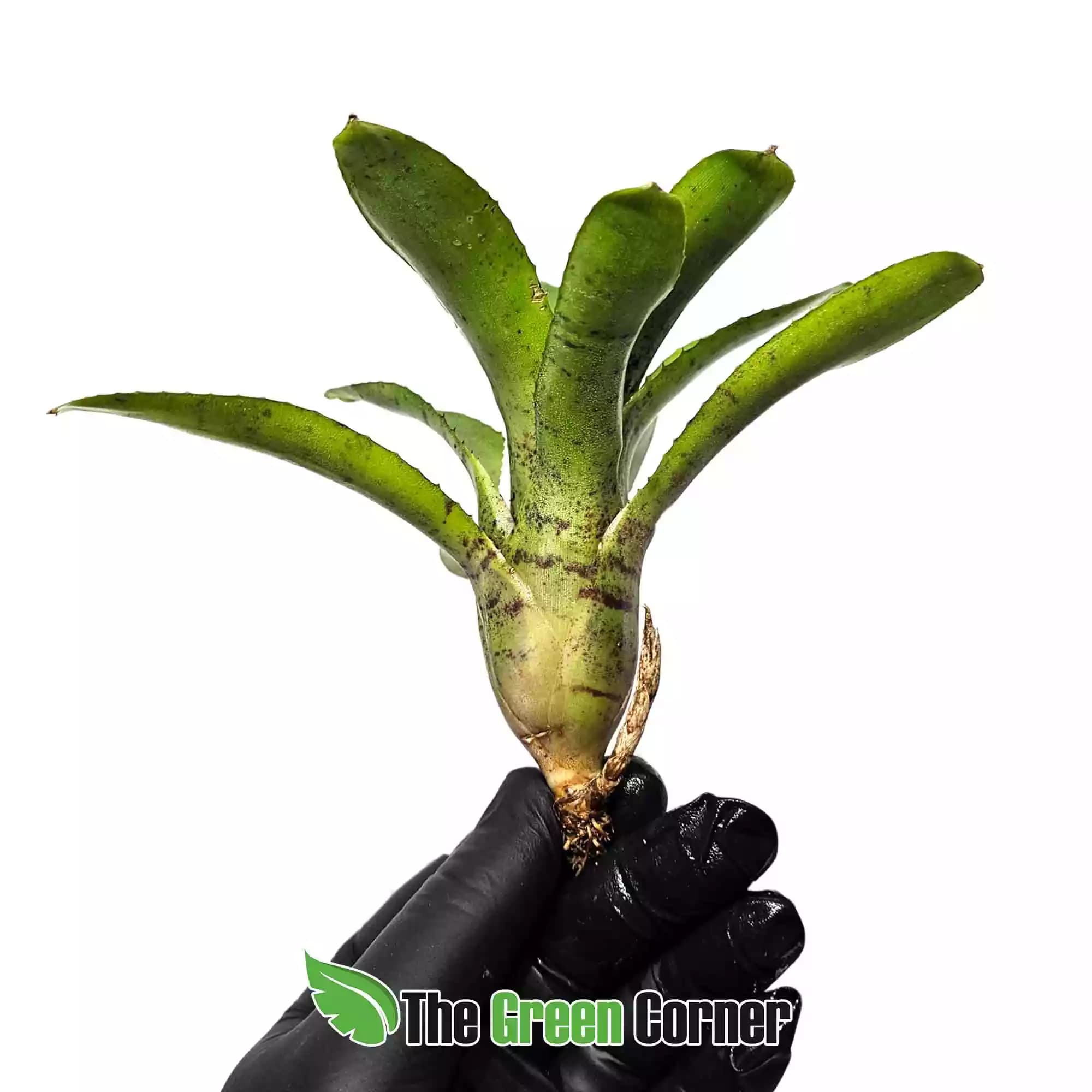 neoregelia-cougar-lateral