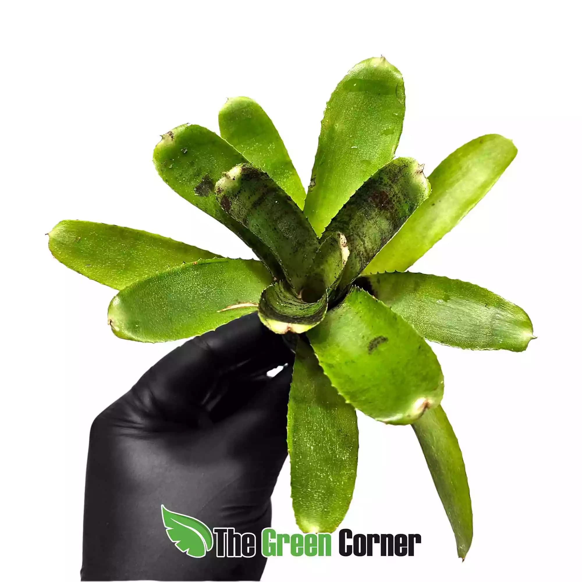 neoregelia-cougar