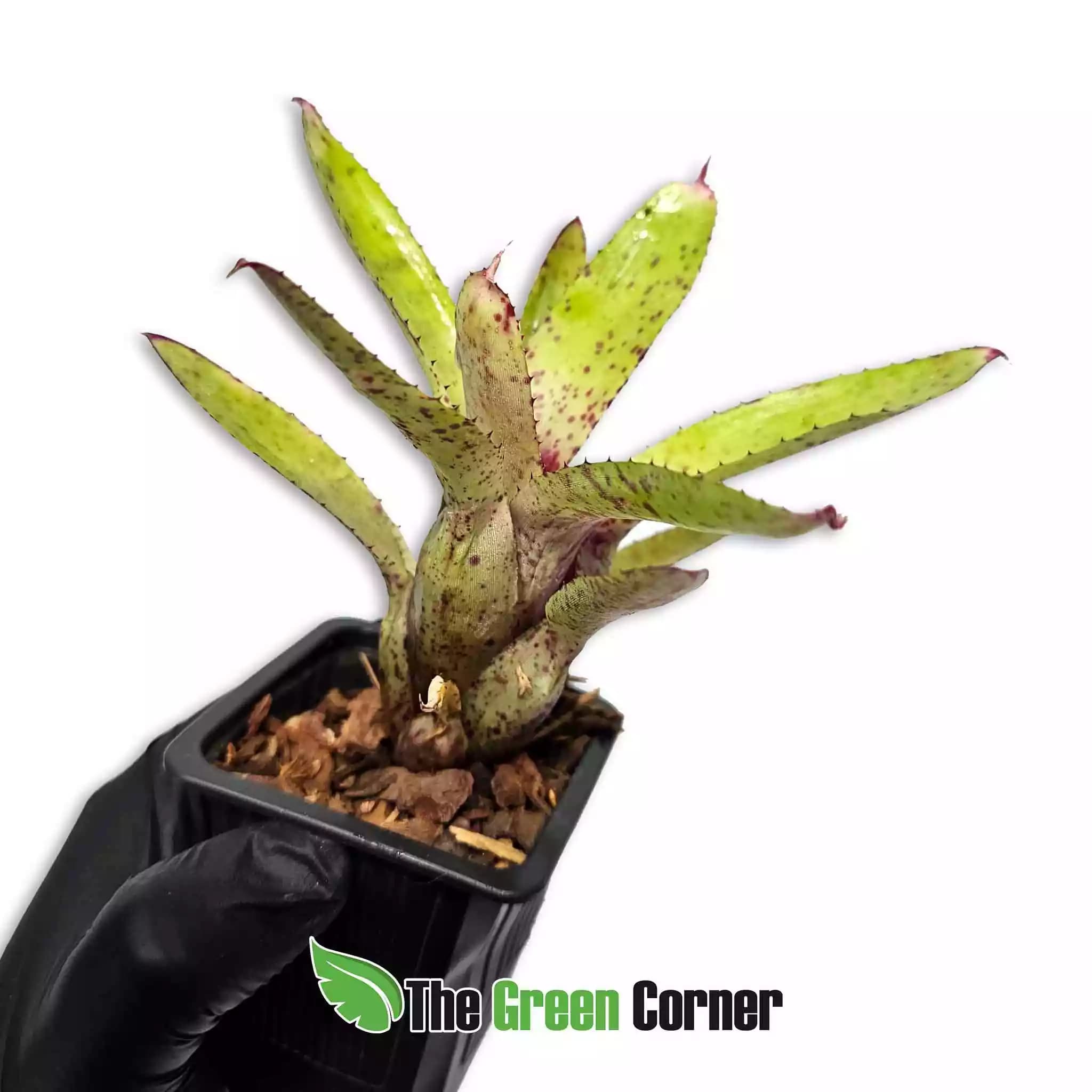neoregelia-cyanea-lateral