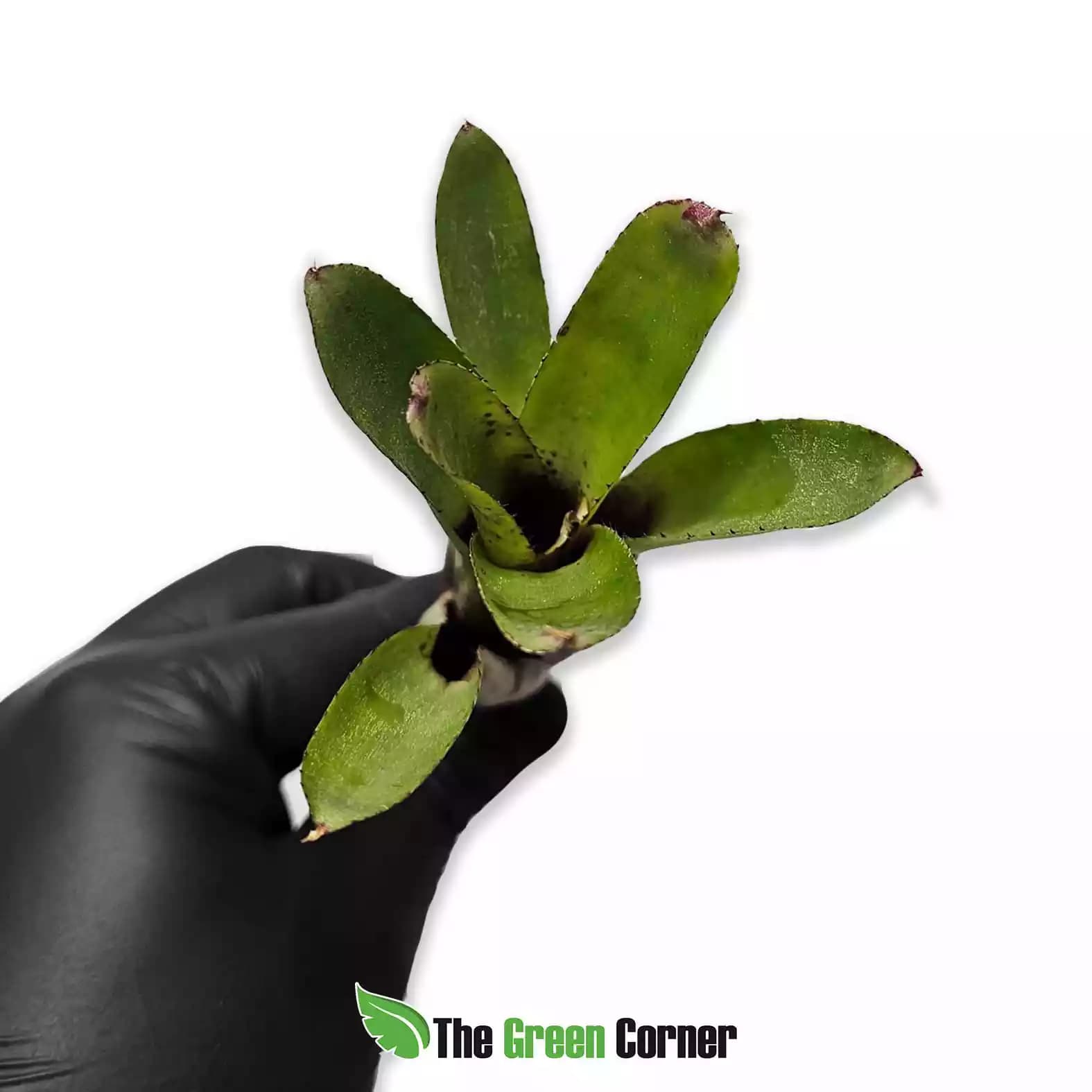 neoregelia-cyanea-x-punta-genera