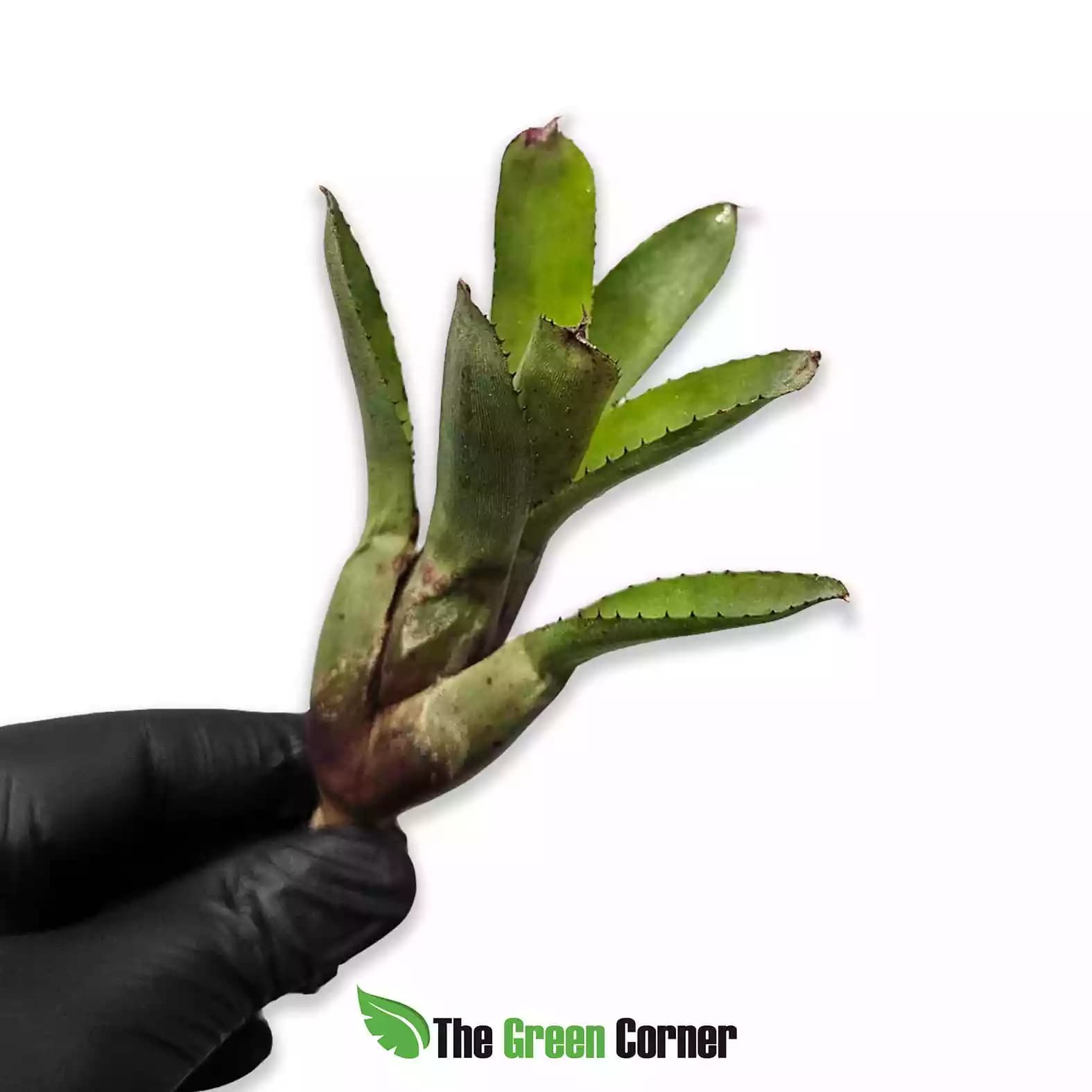 neoregelia-cyanea-x-punta-lateral