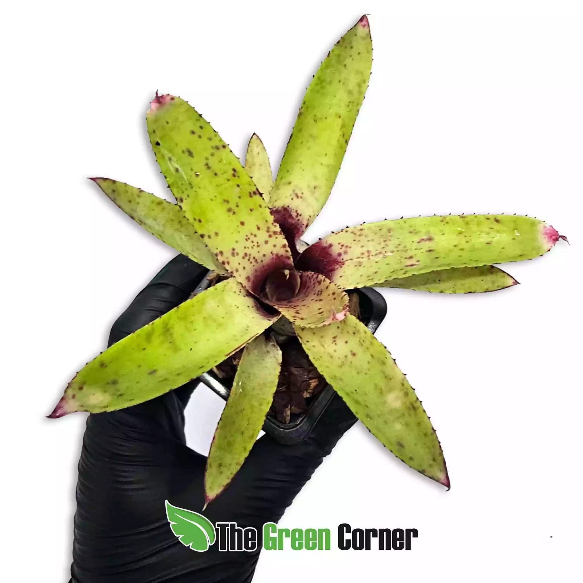 neoregelia-cyanea