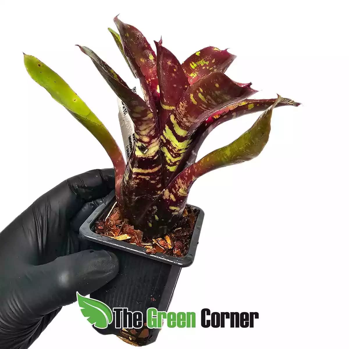 neoregelia-dark-mood-lateral