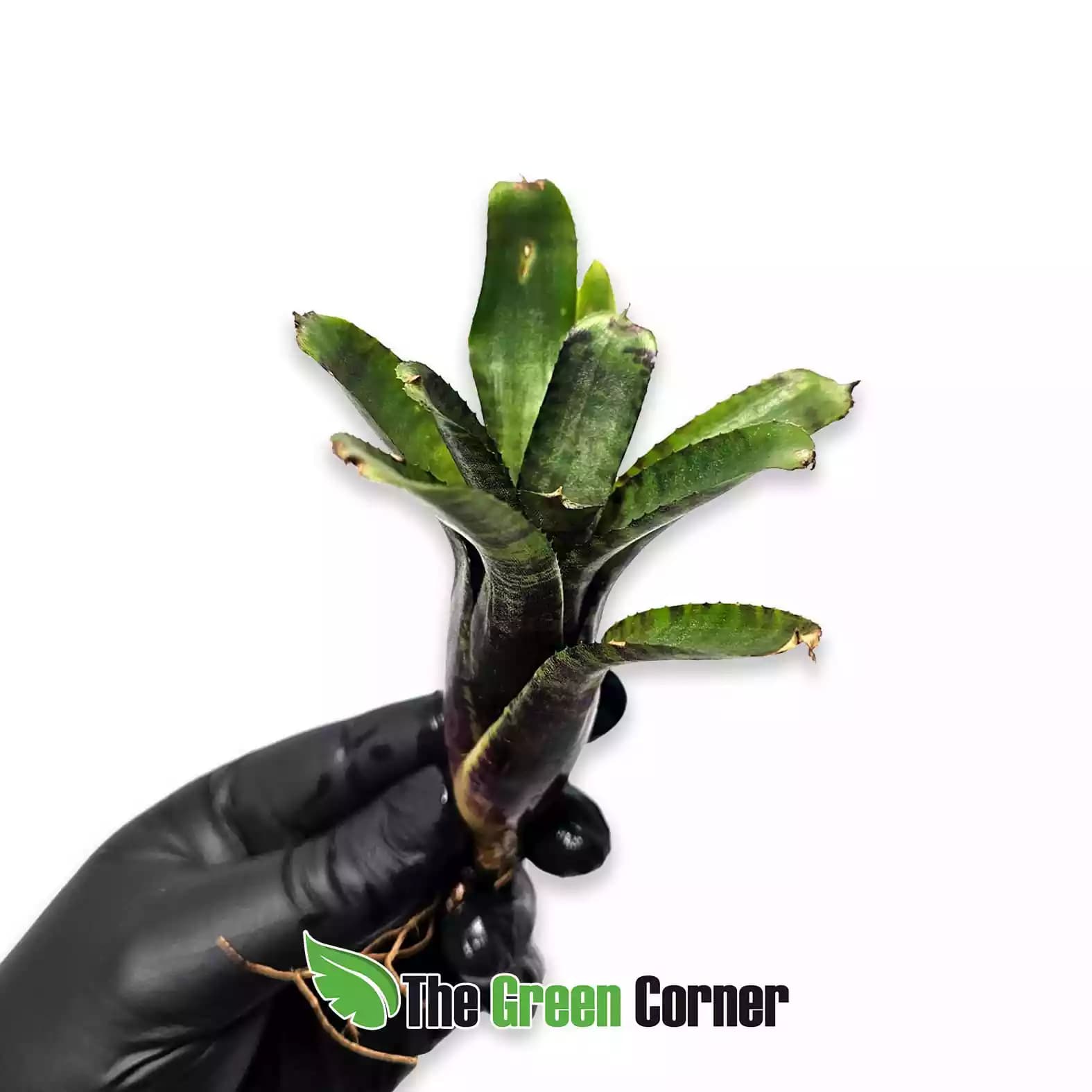 neoregelia-dungsiana-x-wee-willy