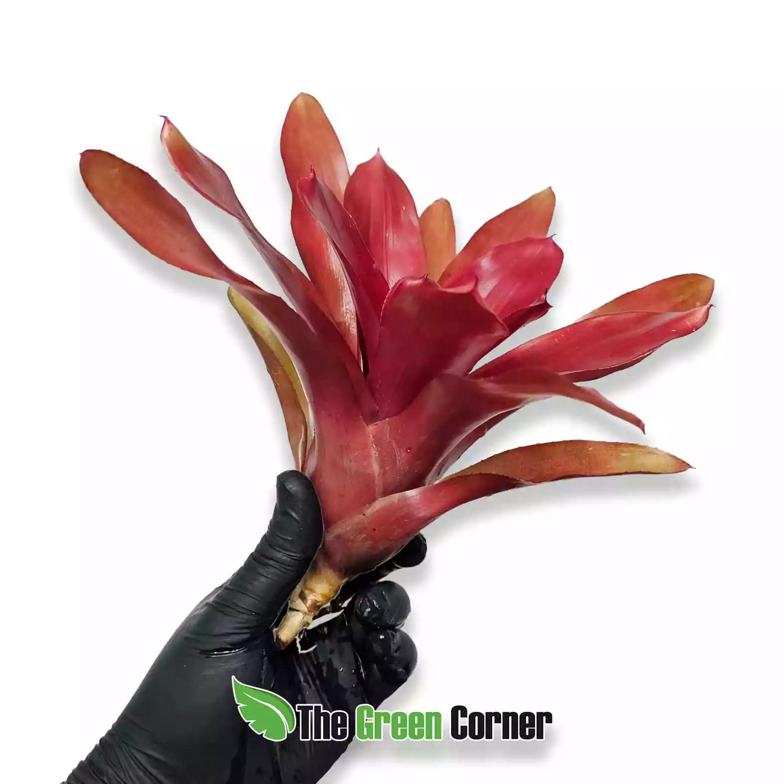 neoregelia-fairy-nice-lateral