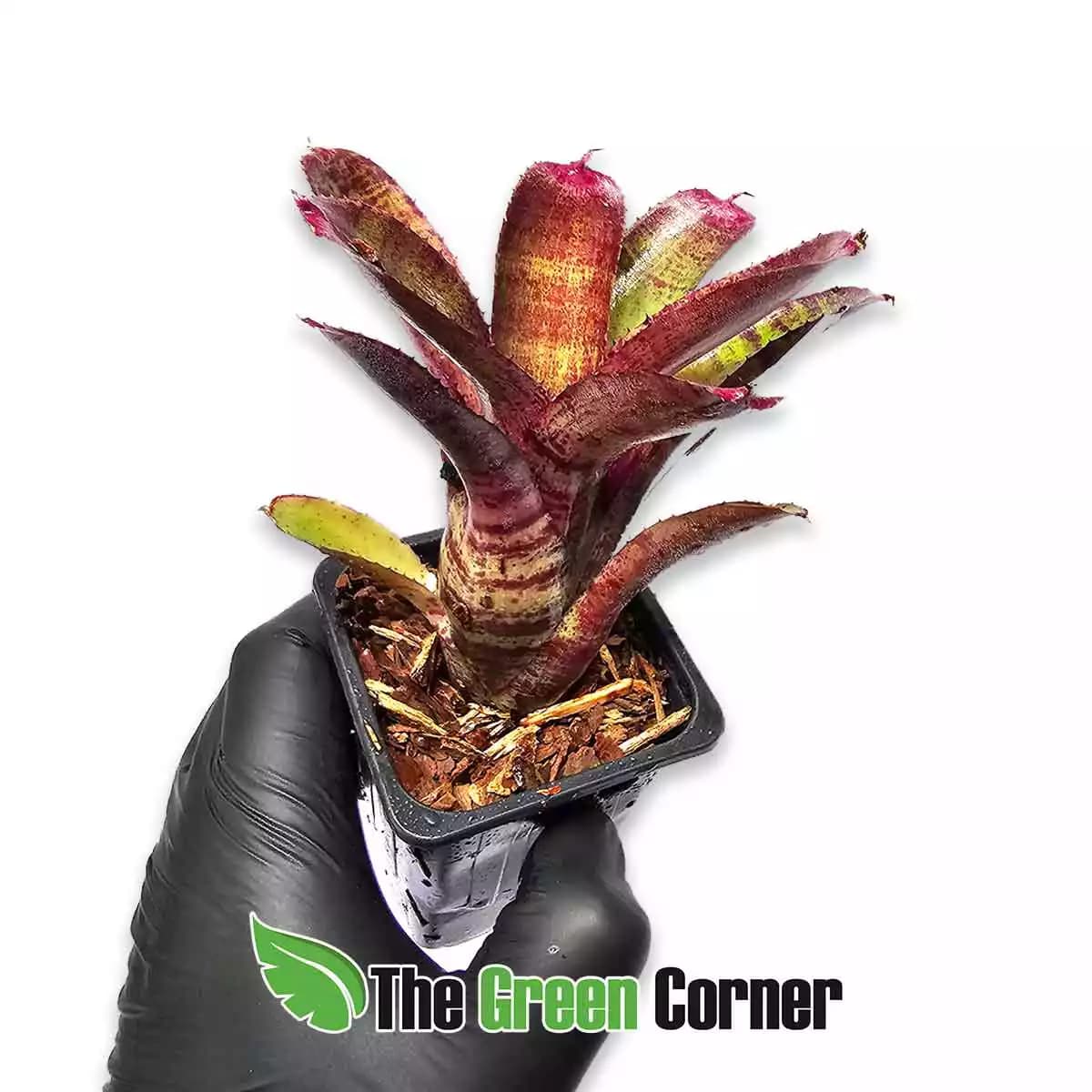 neoregelia-felix-lateral