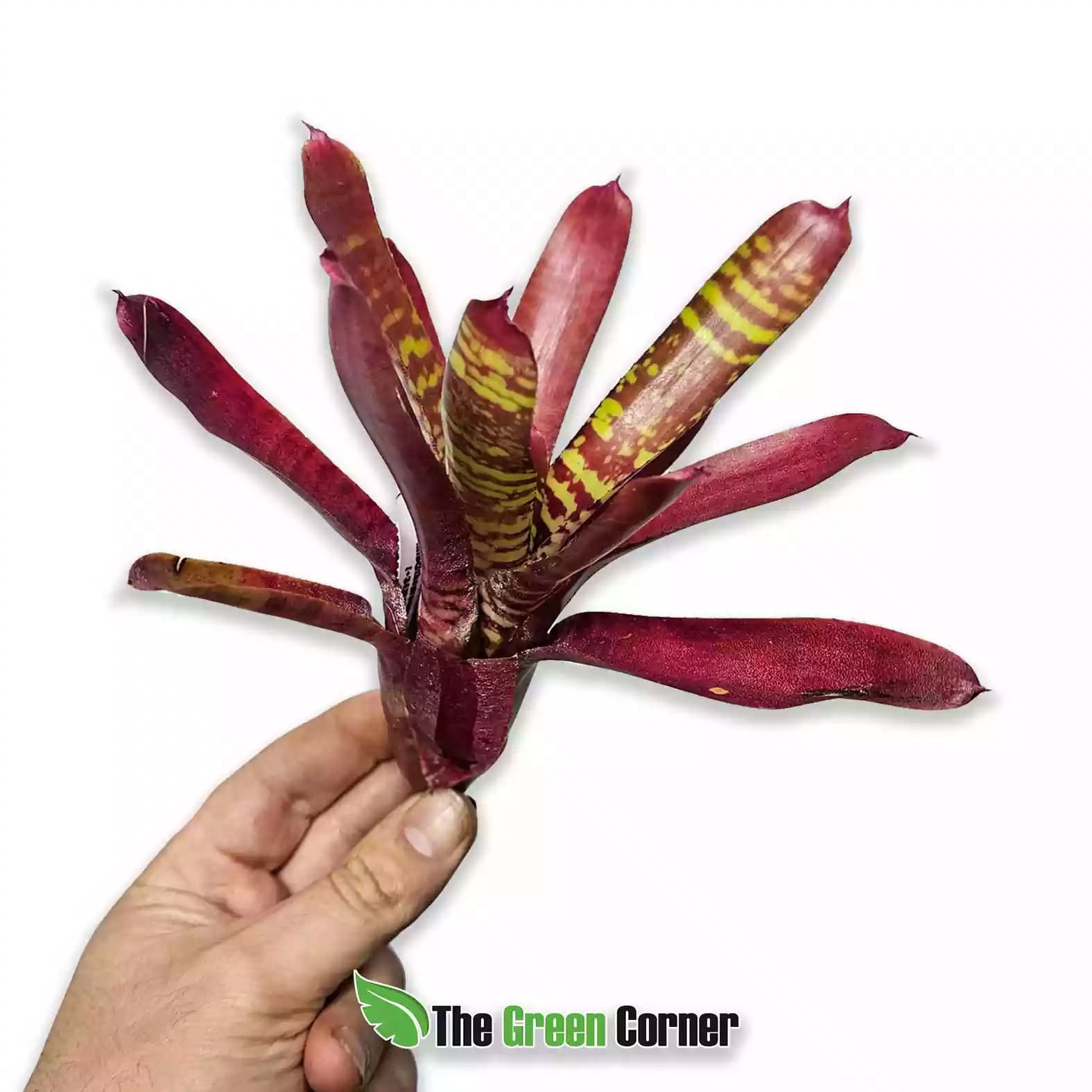 Neoregelia Fever Pitch