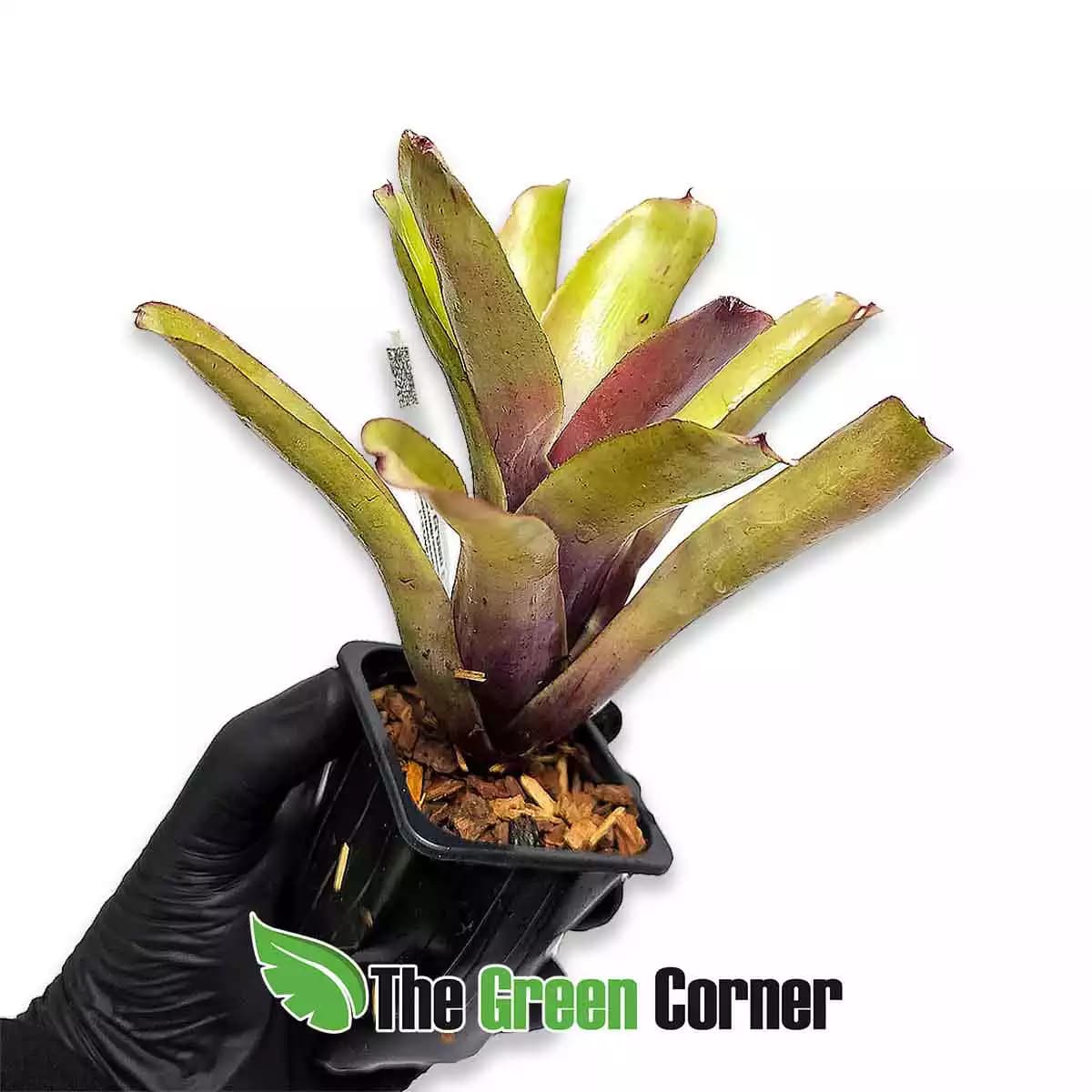 neoregelia-flaming-lovely-lateral
