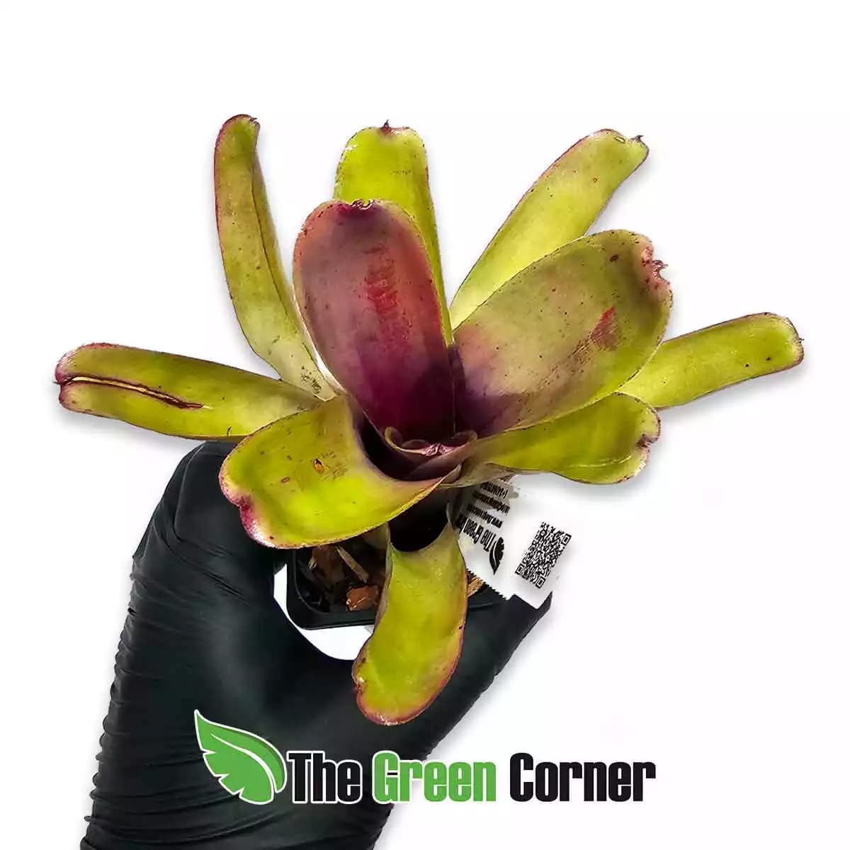 neoregelia-flaming-lovely