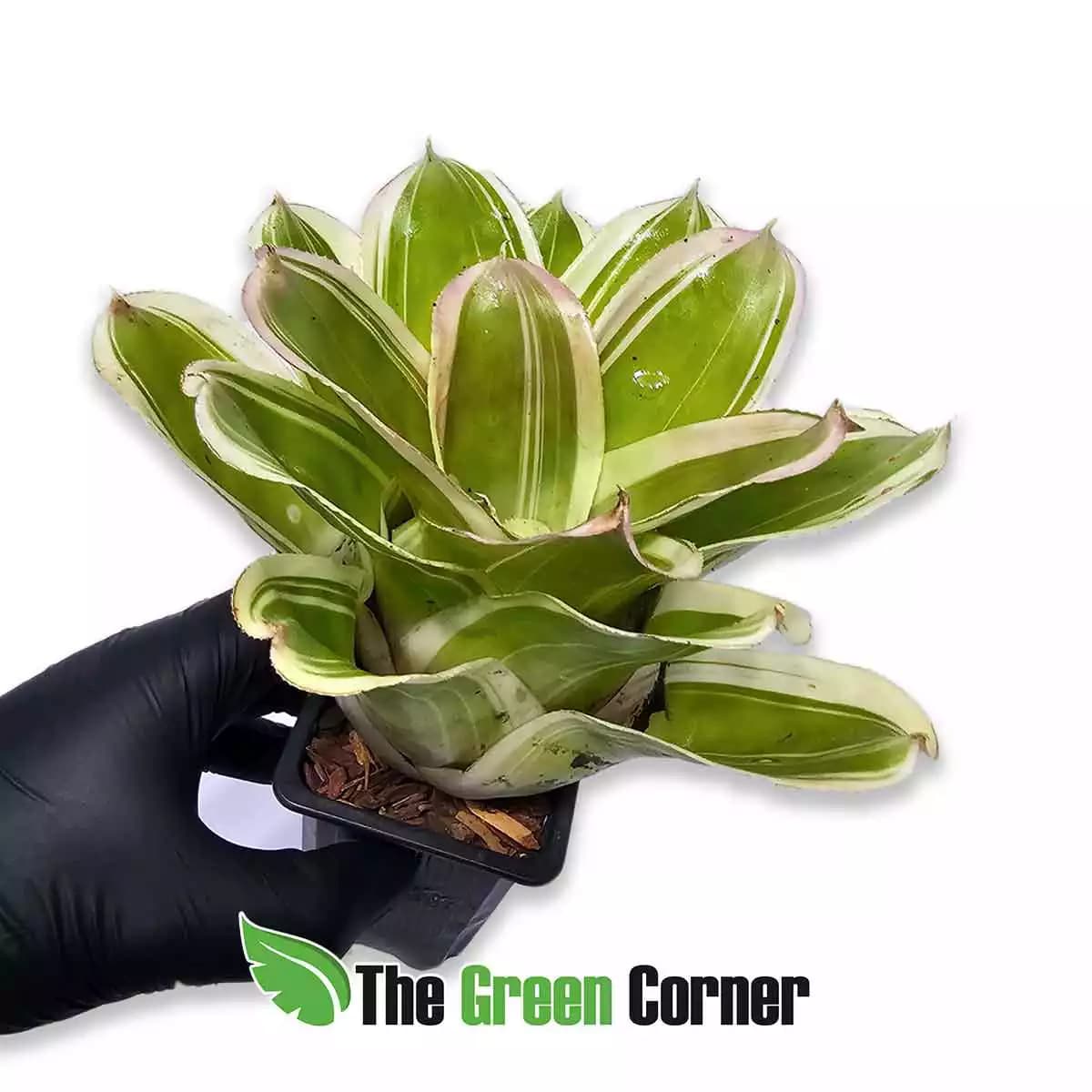 neoregelia-flandria-lateral