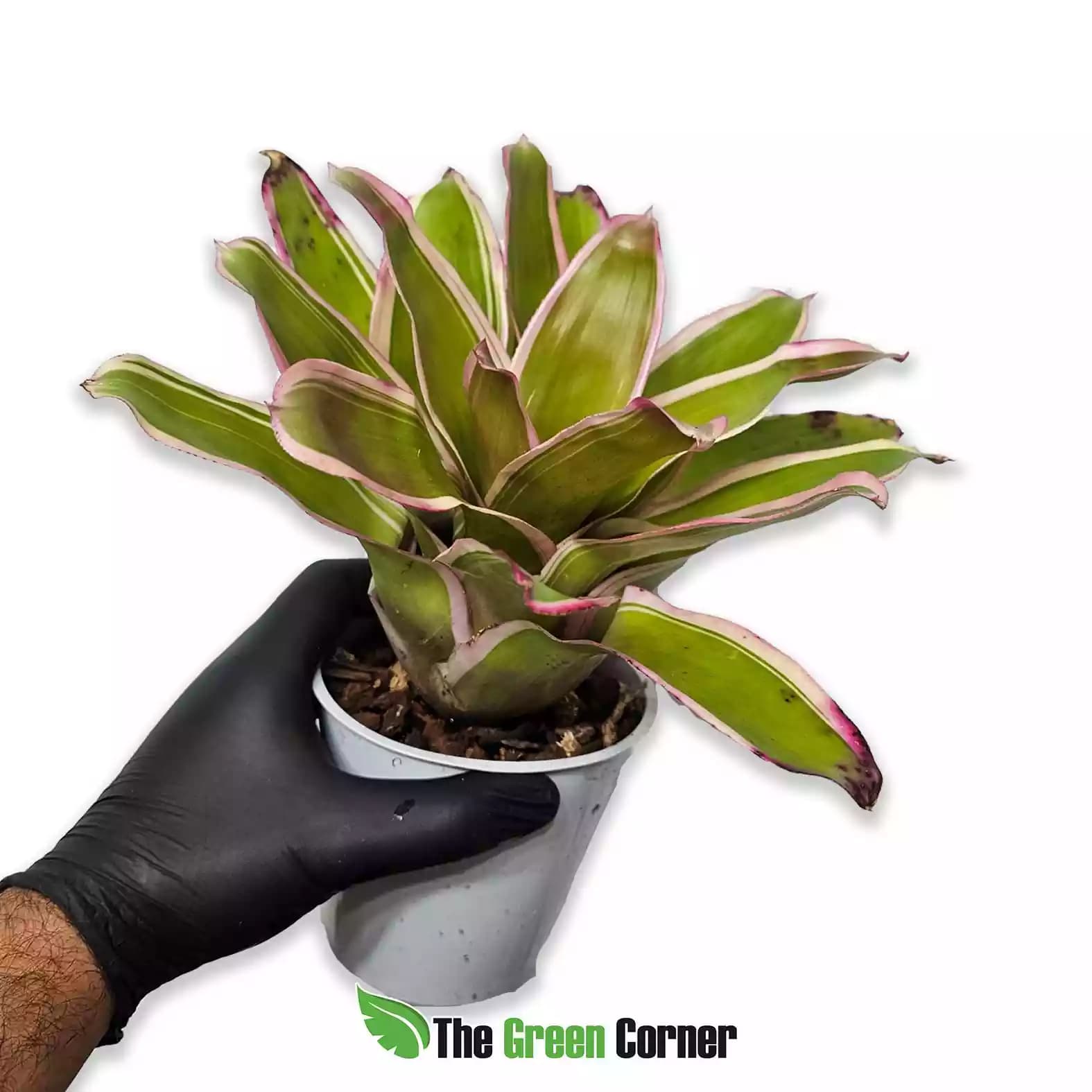 Neoregelia Franca