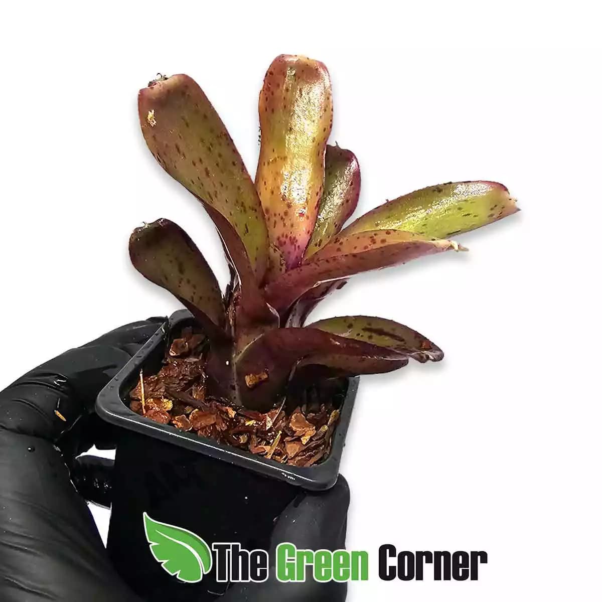 neoregelia-freckles-frontal
