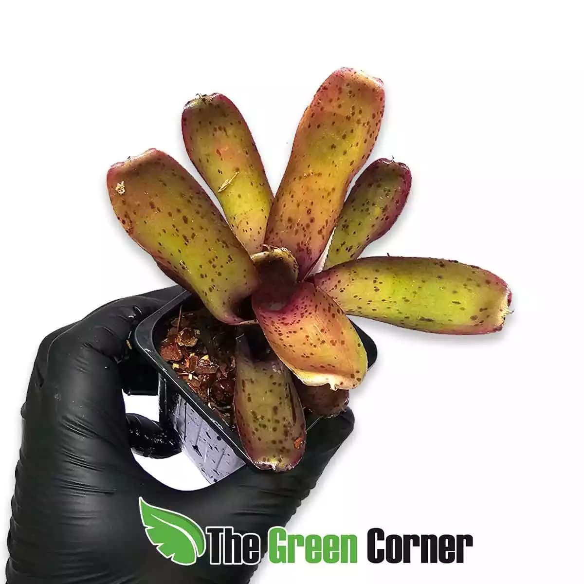 neoregelia-freckles