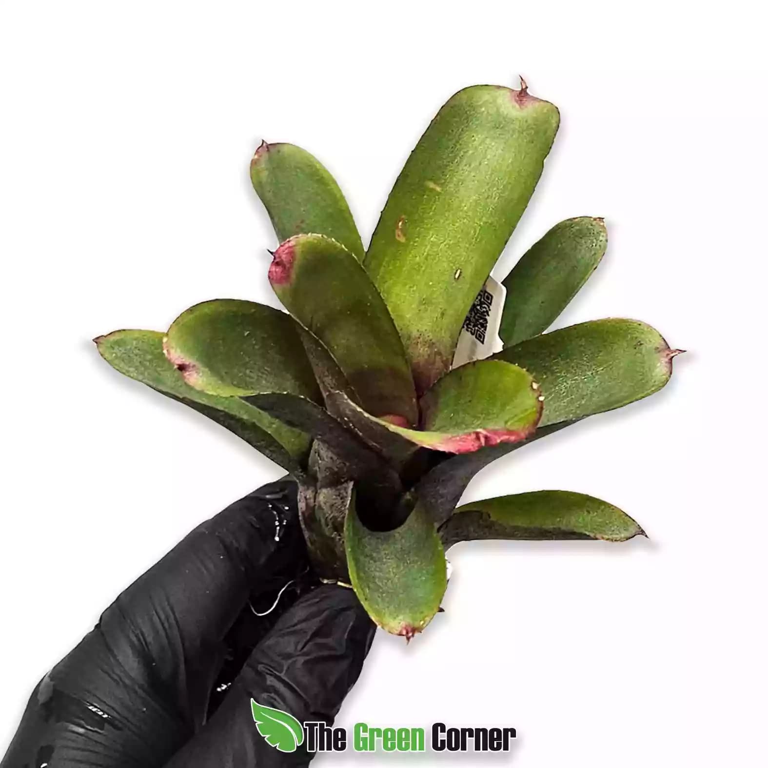 neoregelia-gepetto-general