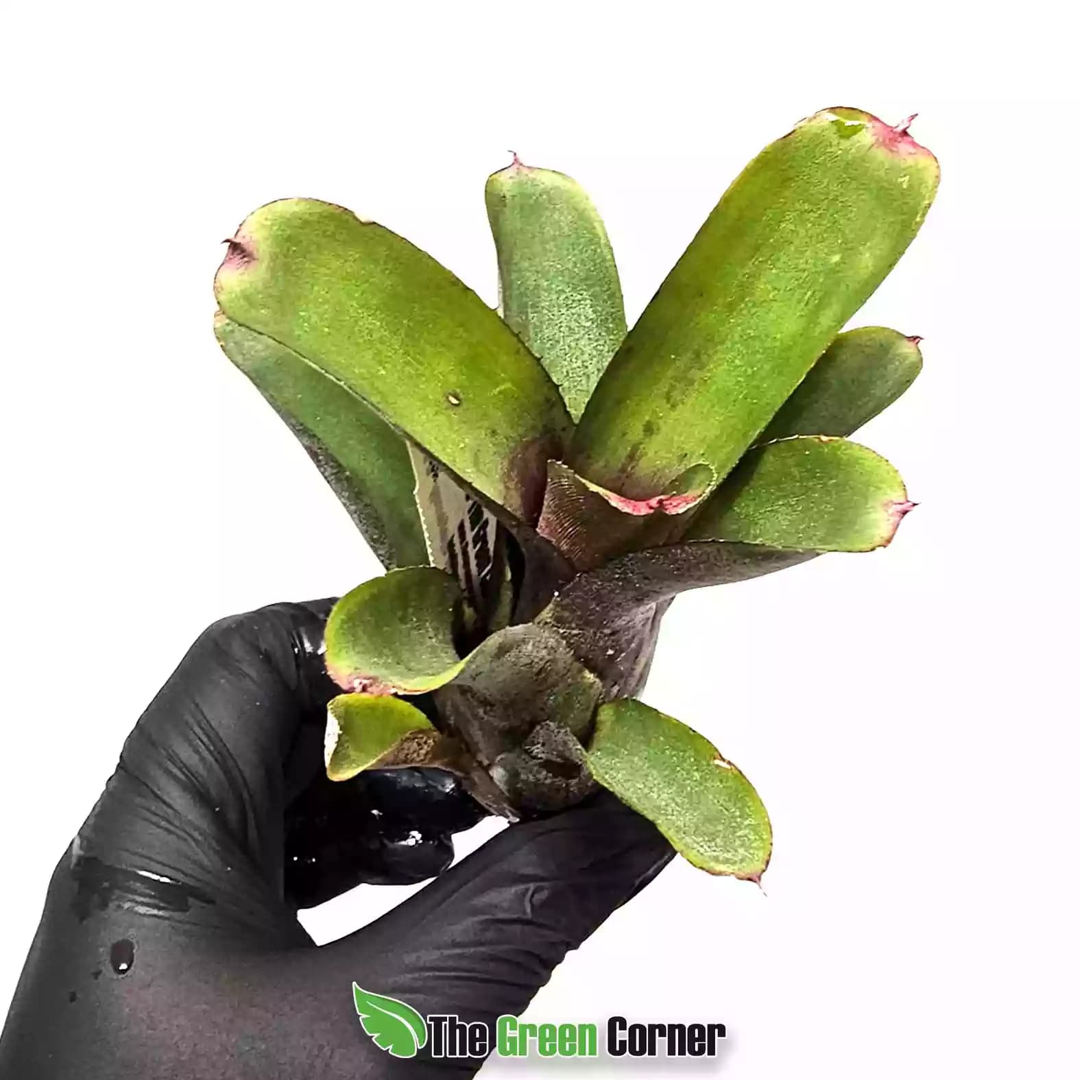 neoregelia-gepetto-lateral
