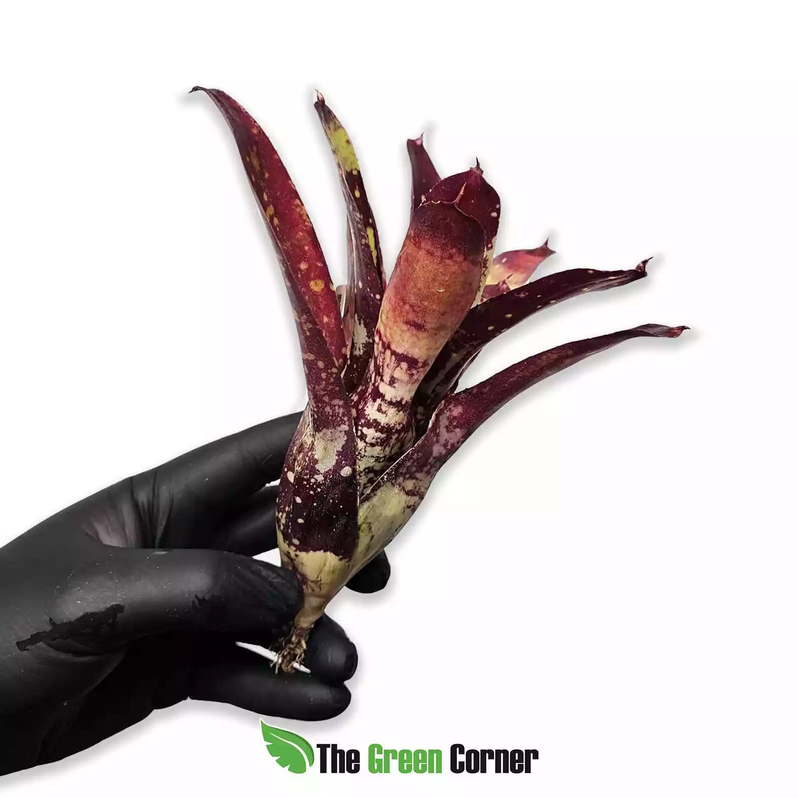 neoregelia-gezpacho-lateral