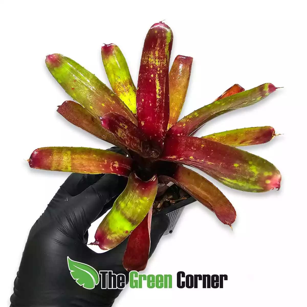 neoregelia-gezpacho-x-lilliputeana-arriba