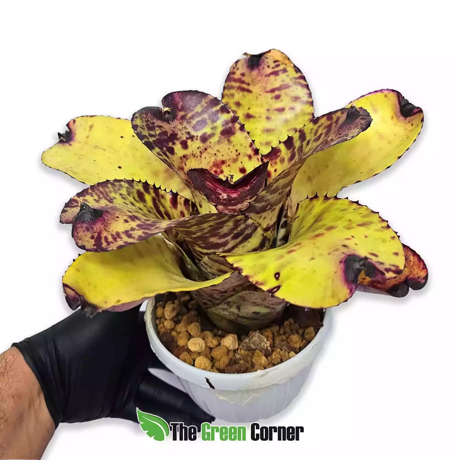 Neoregelia Ghost Shadow no var.