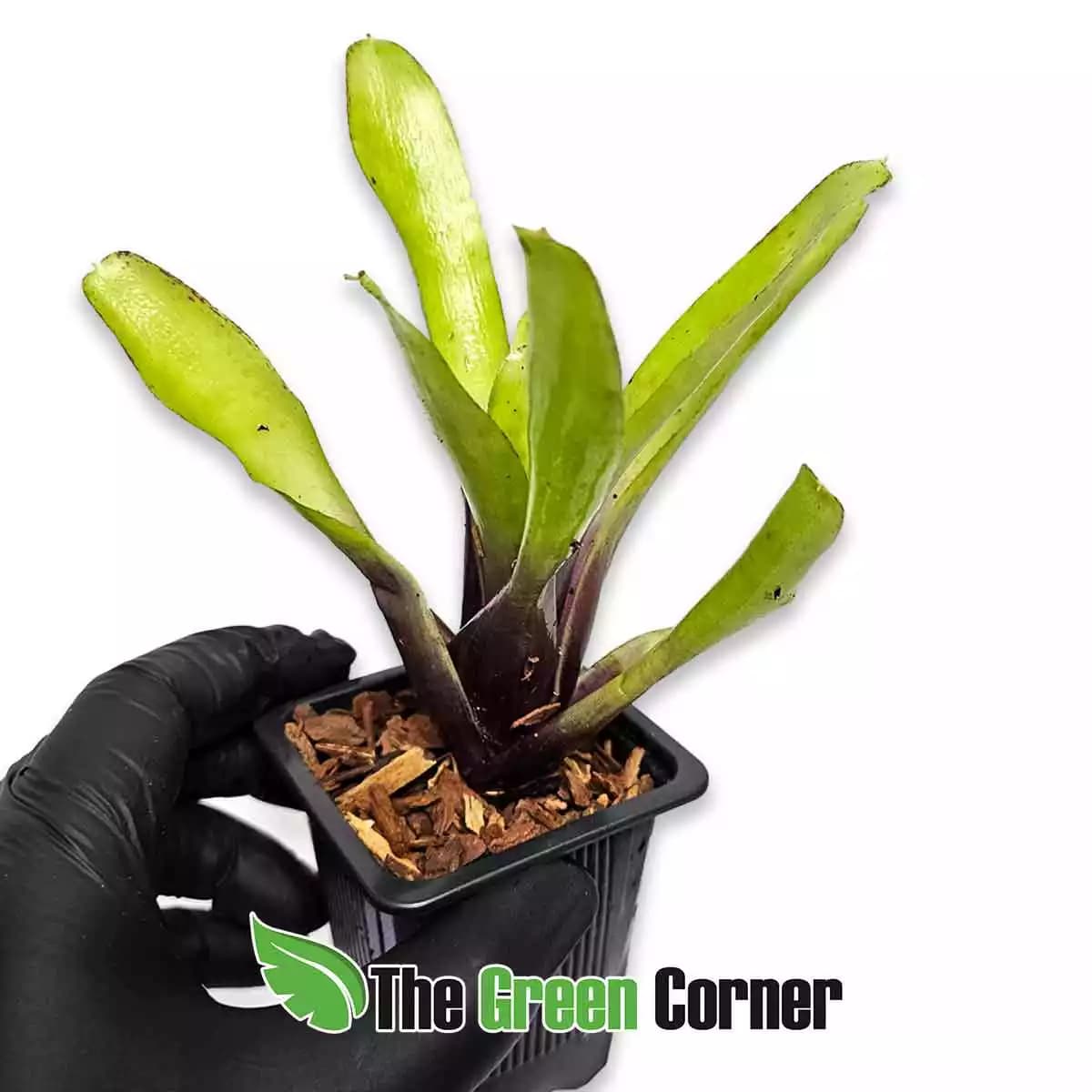 Neoregelia Green Ball