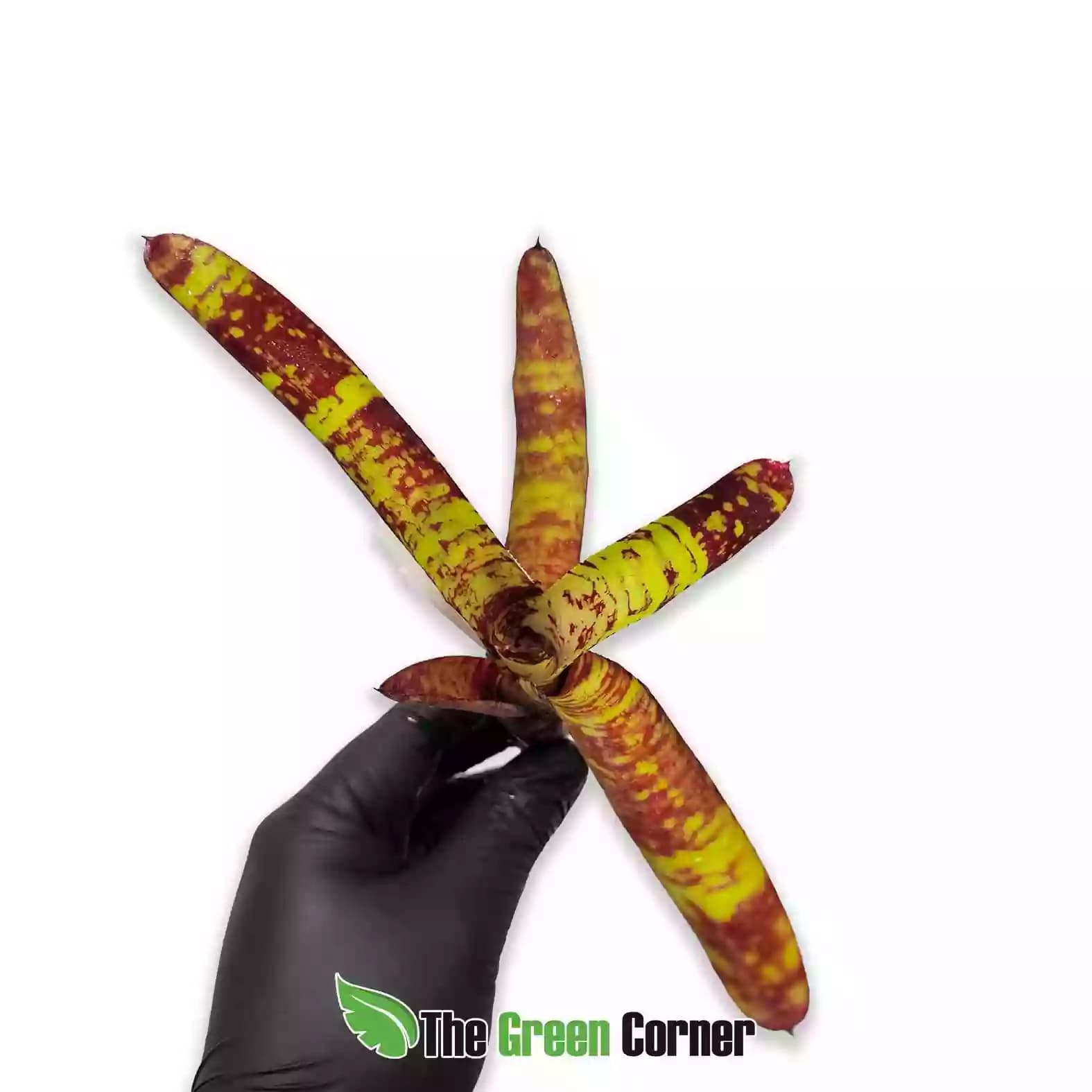 neoregelia-guacamole-general-1