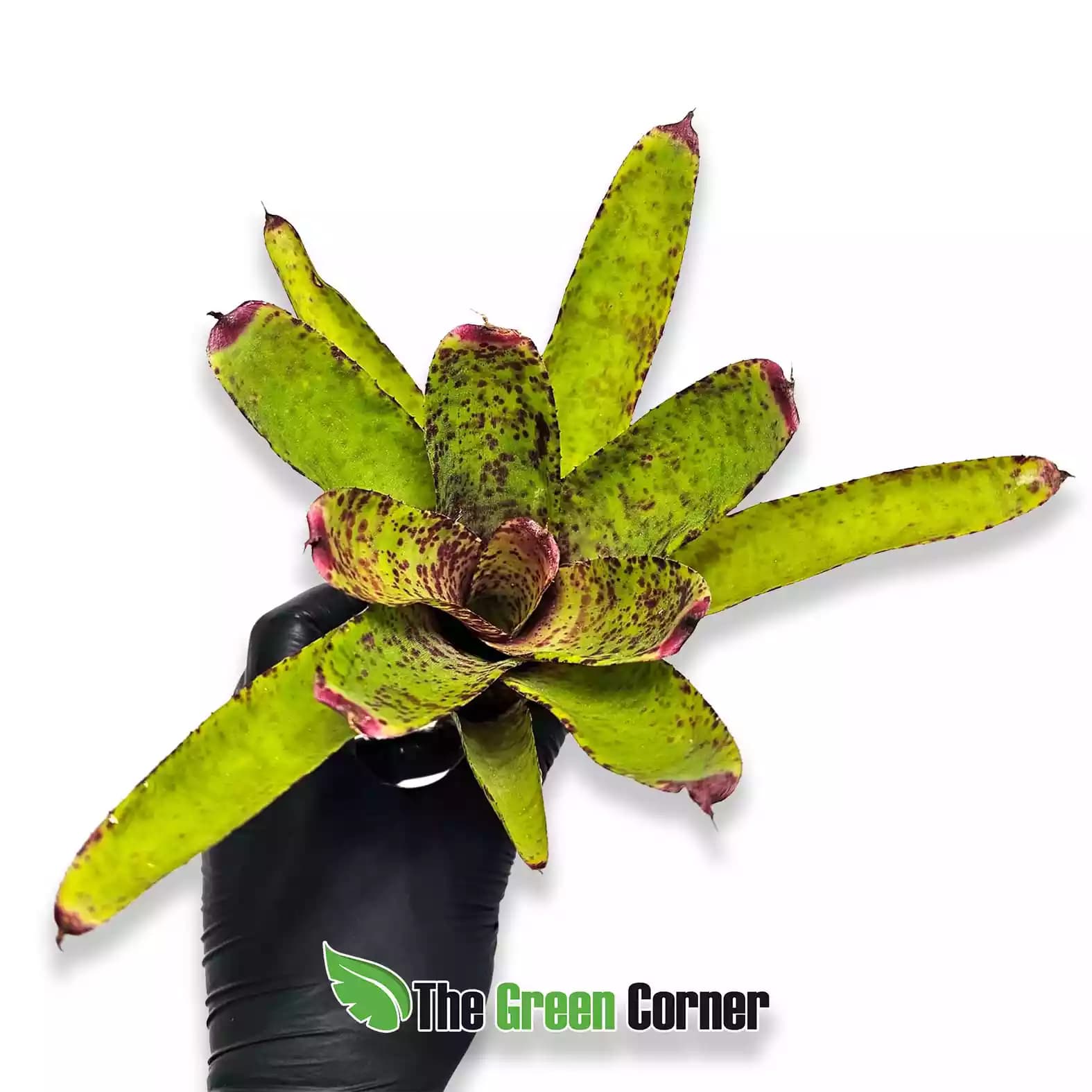 neoregelia-guinea-frontal