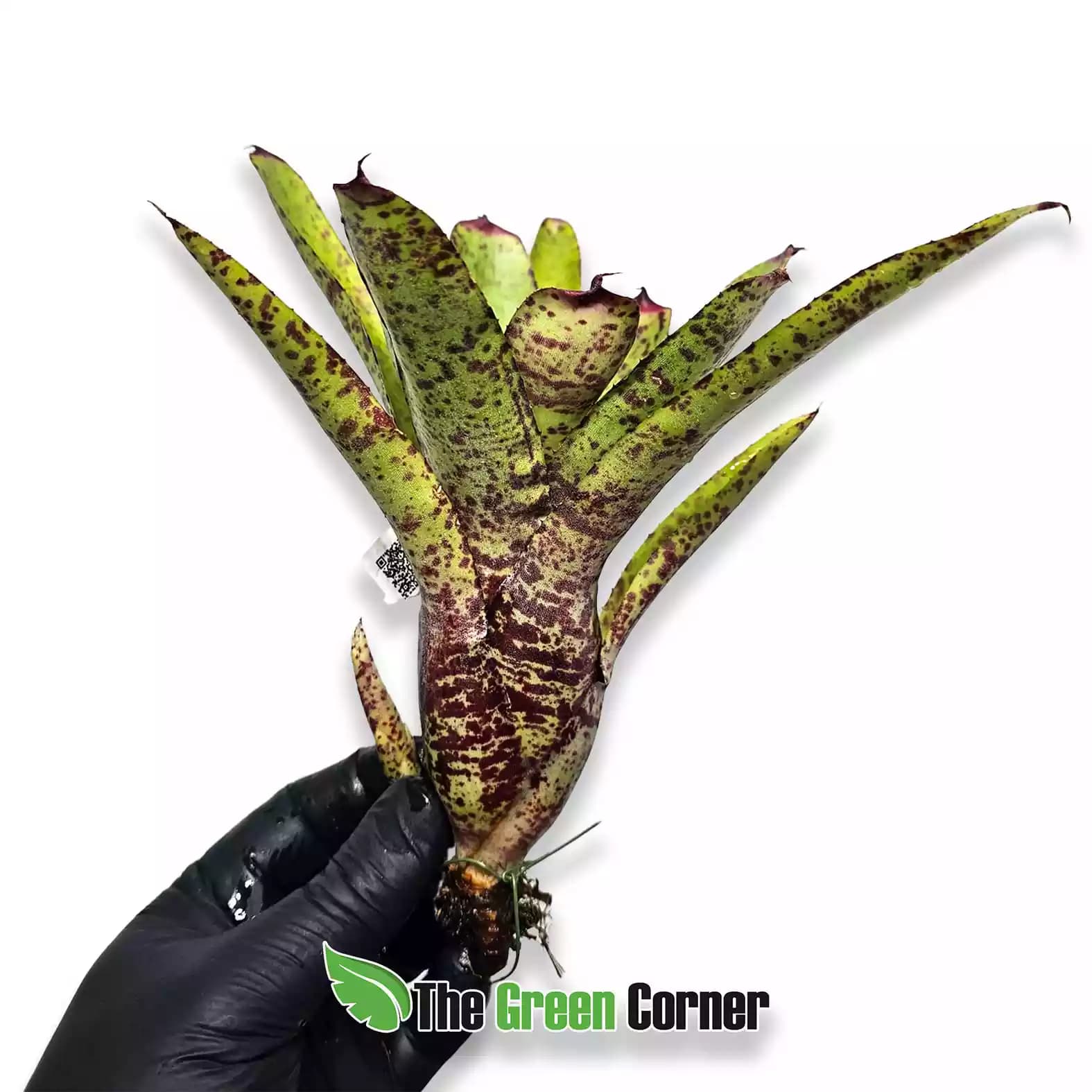 neoregelia-guinea-lateral