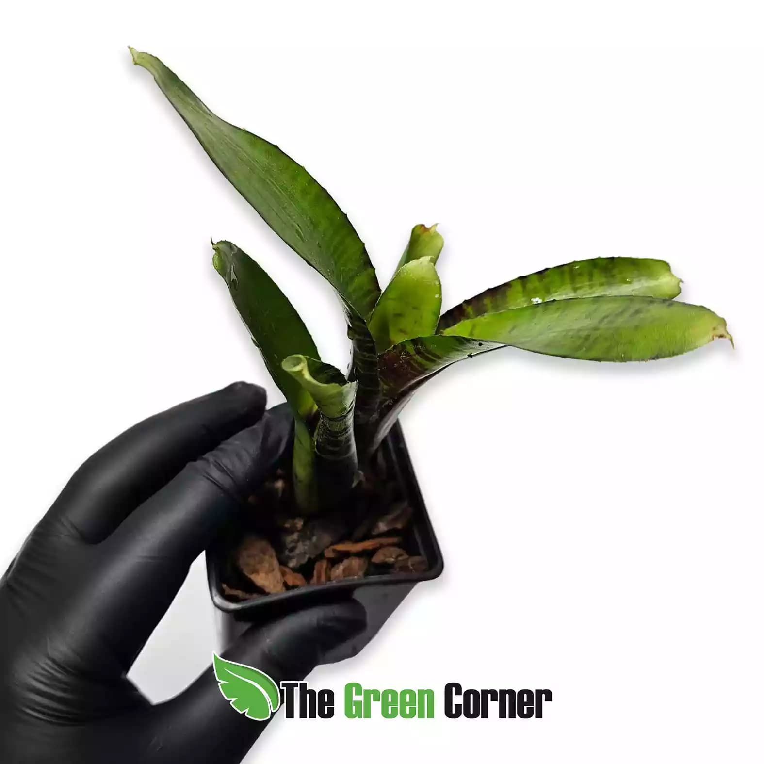 neoregelia-hobbie-cat-lateral