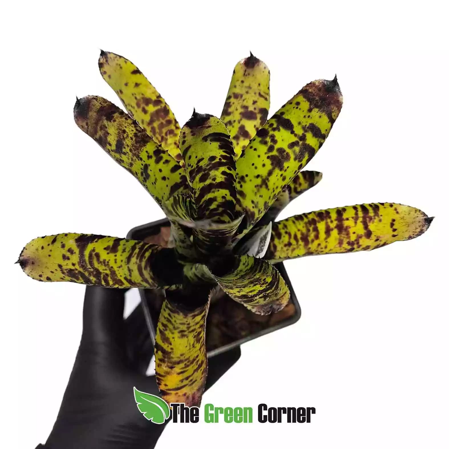 neoregelia-hot-wire-