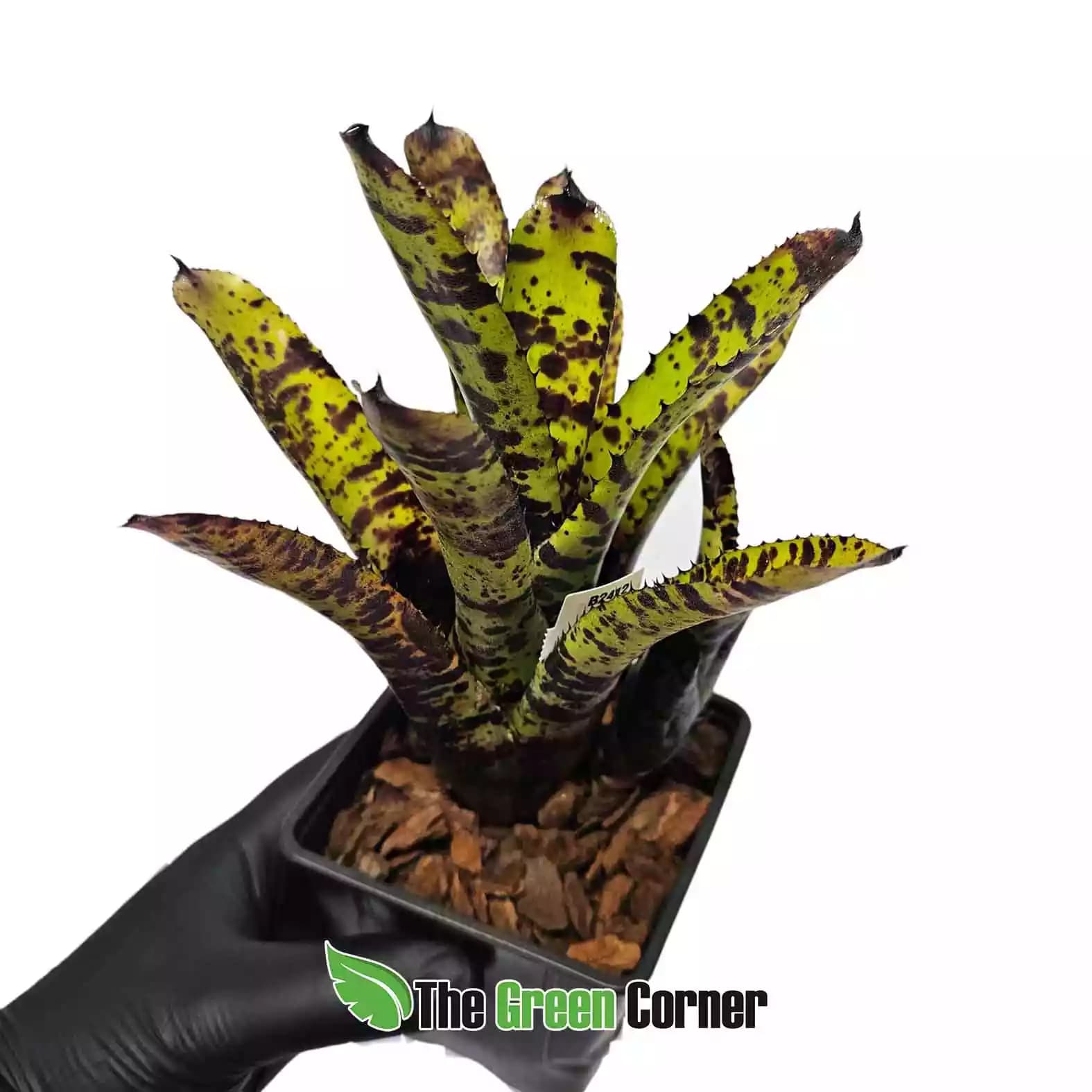 neoregelia-hot-wire-lateral