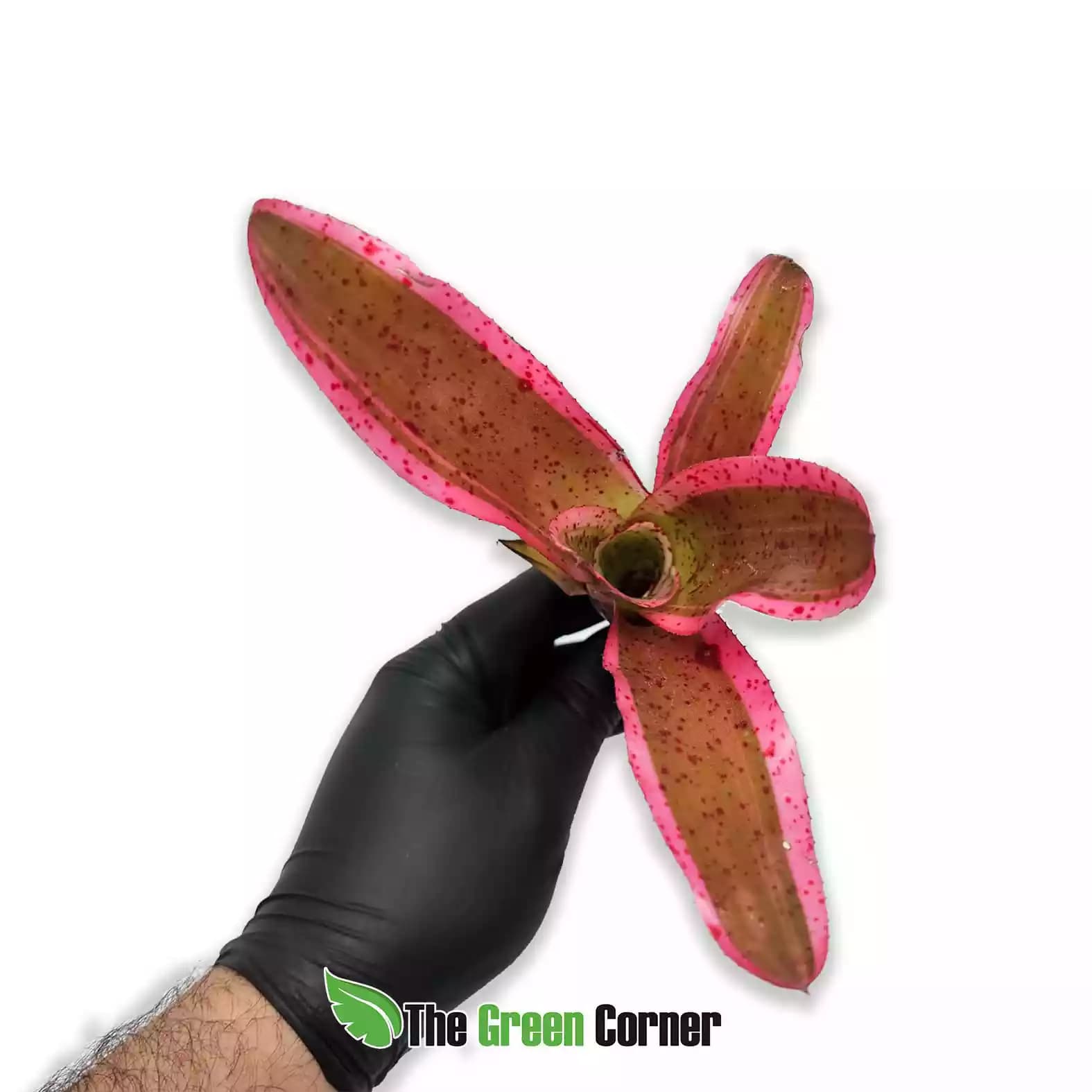 Neoregelia iphigenie