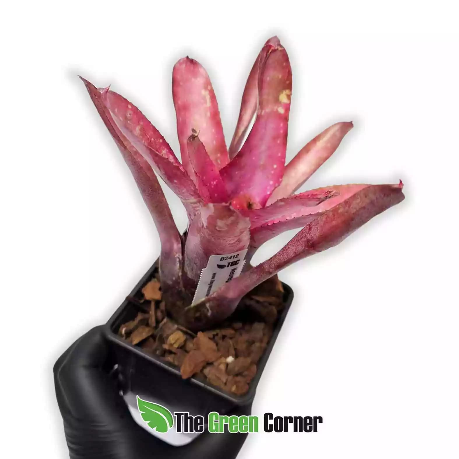 neoregelia-jasper-pink-lateral