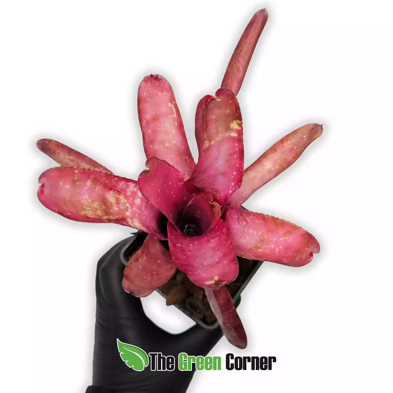 neoregelia-jasper-pink