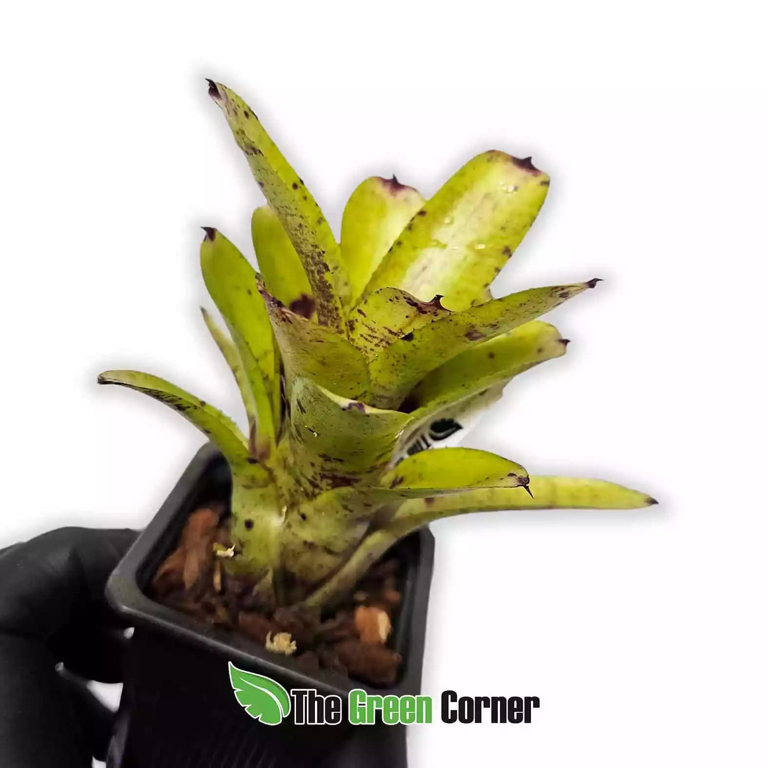 neoregelia-java-plum-x-babe-lateral-1