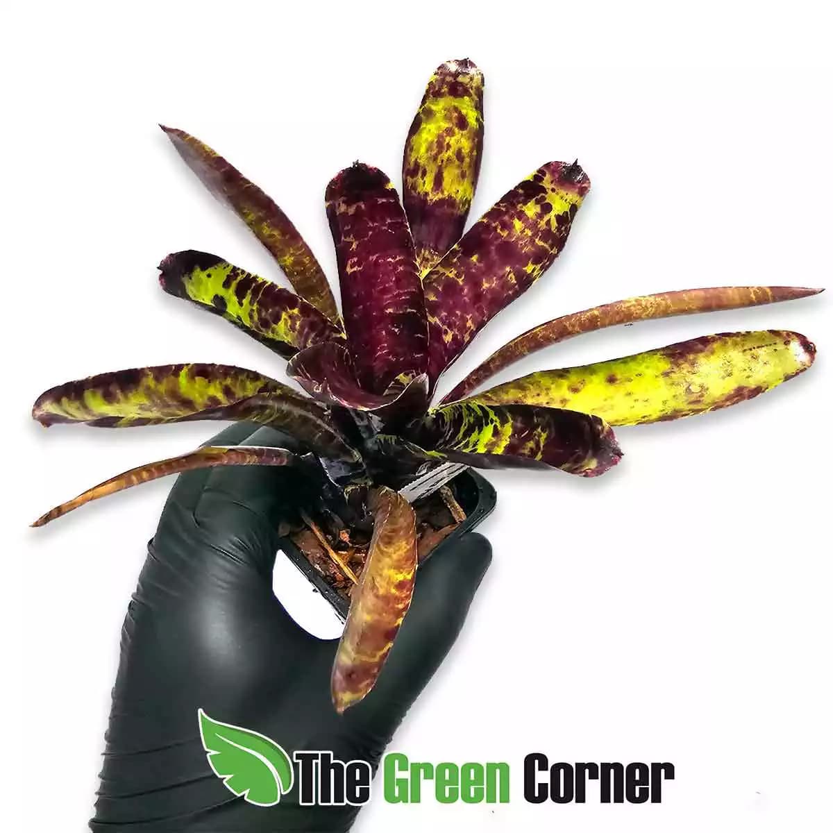 neoregelia-java-plum