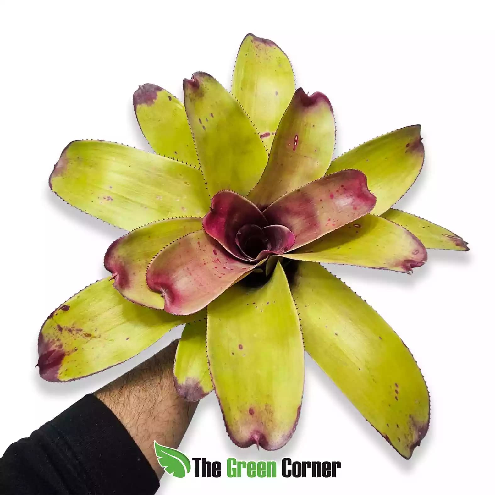 neoregelia-johannis-general