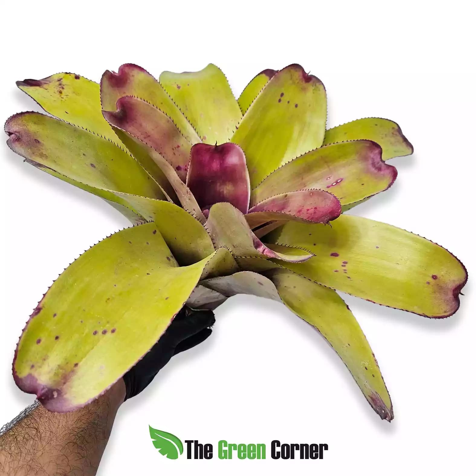 neoregelia-johannis-lateral