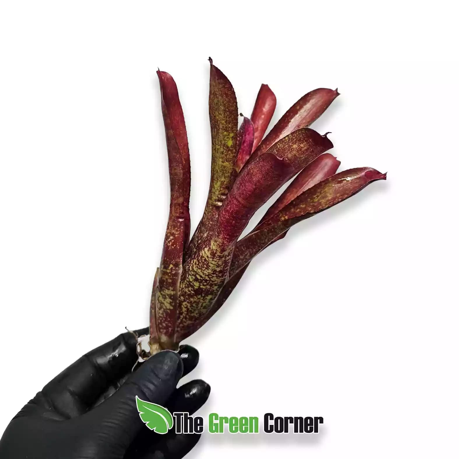 neoregelia-joseph-coat-lateral