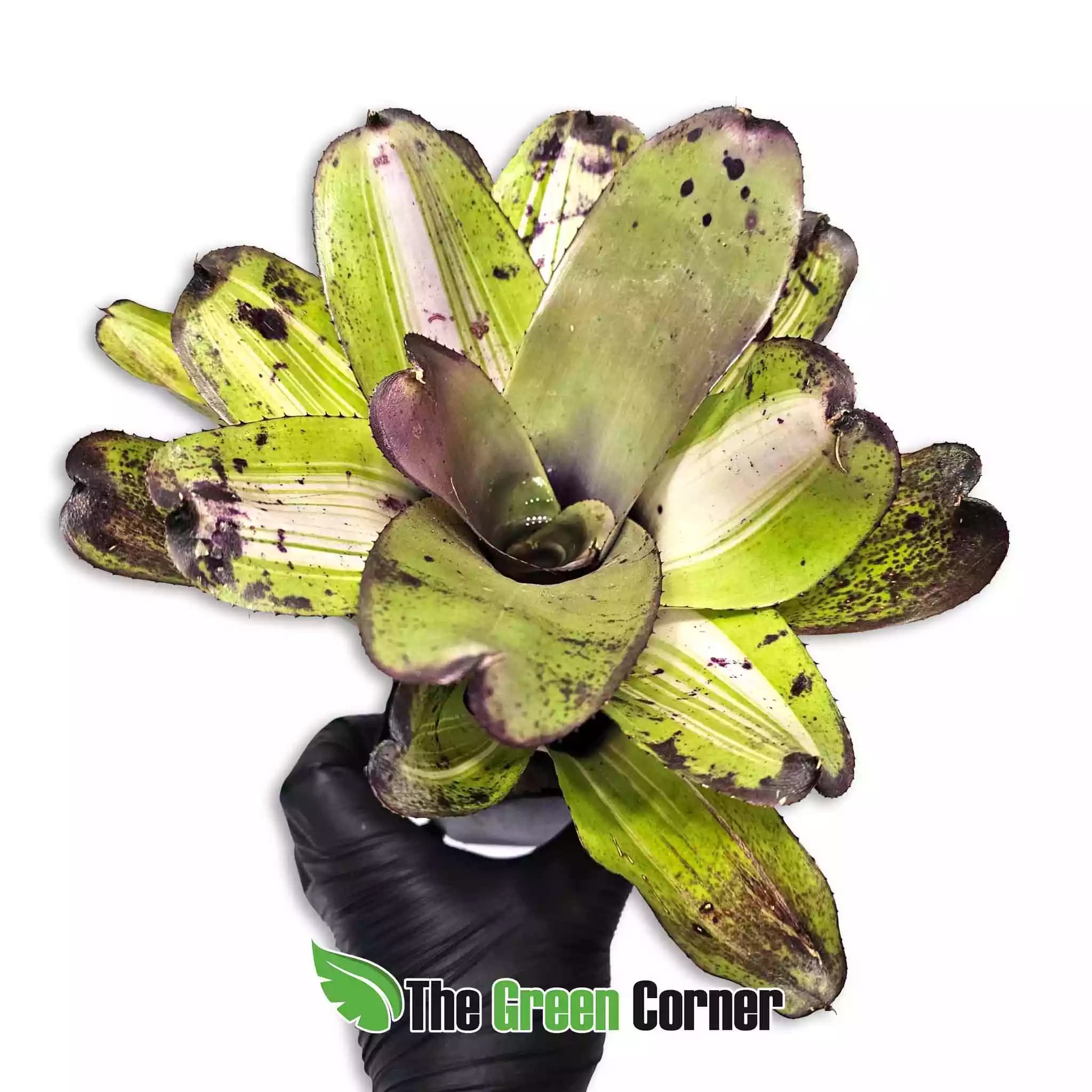 neoregelia-kautskyi