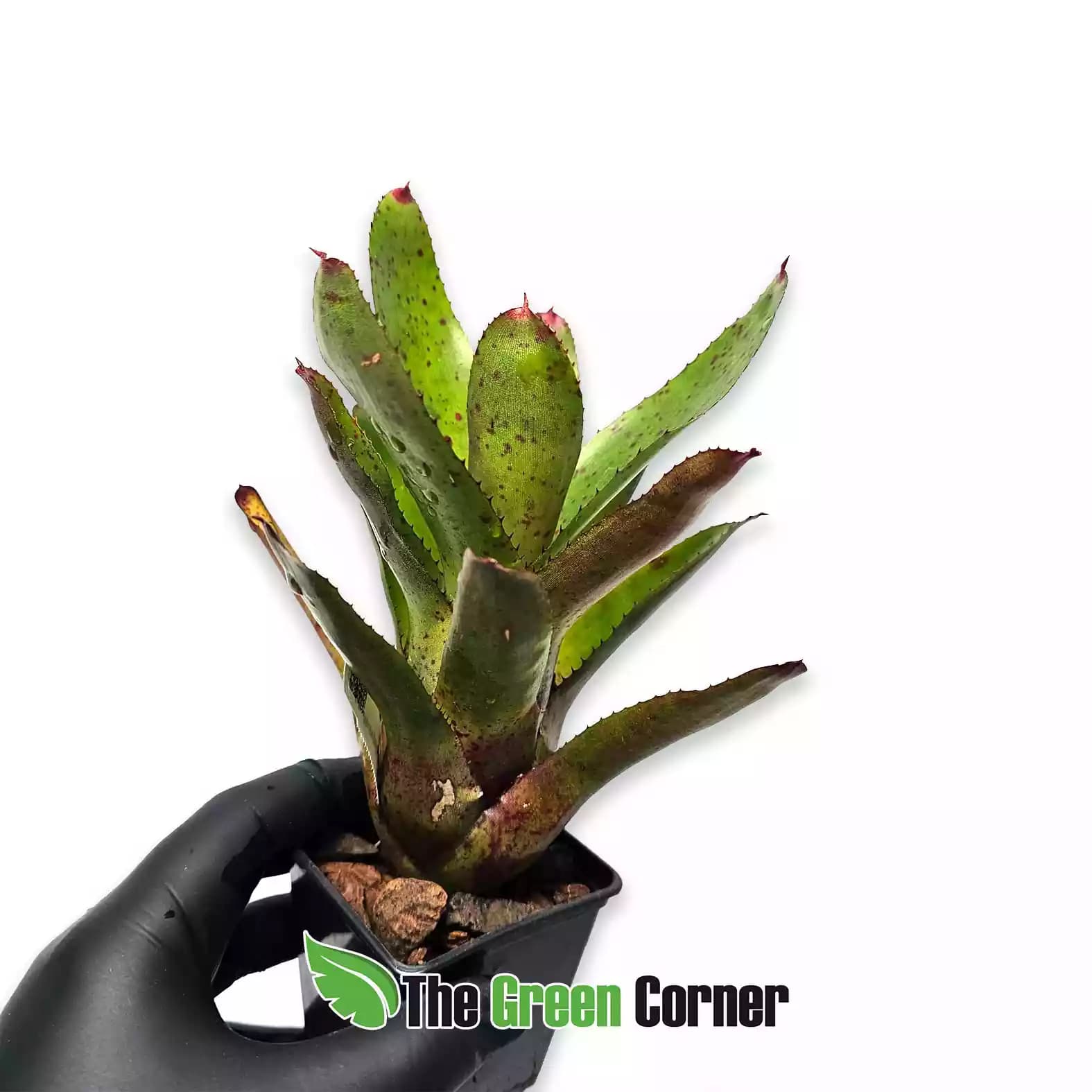neoregelia-li-hin