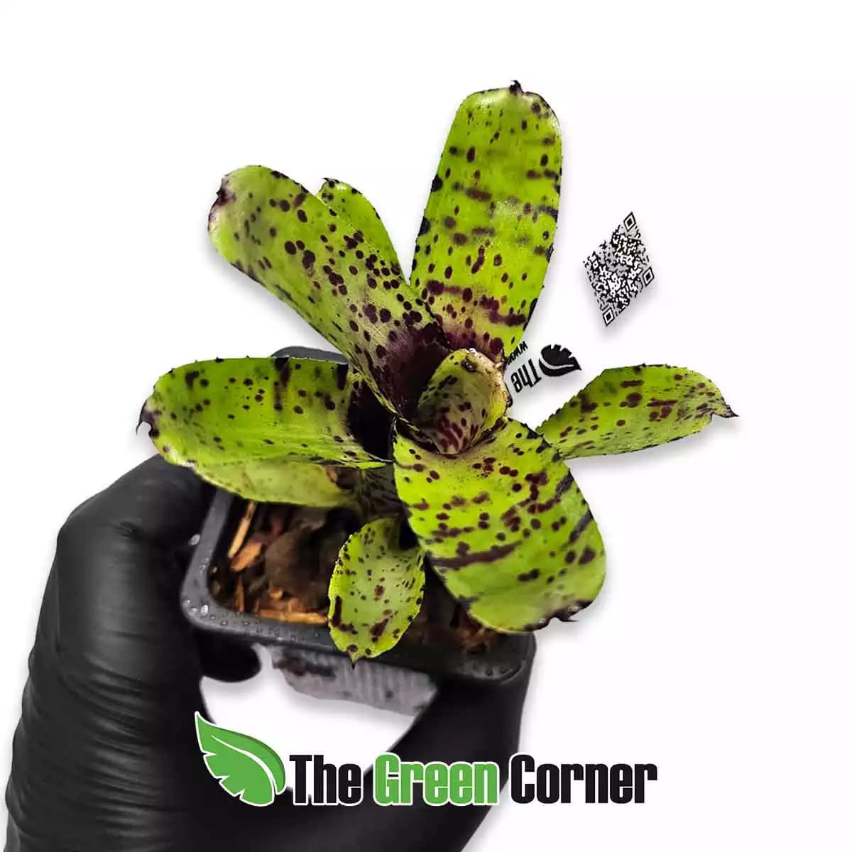 neoregelia-lilipet