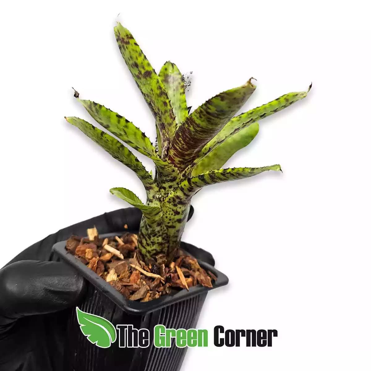 neoregelia-liliputeana-x-skirt-lateral